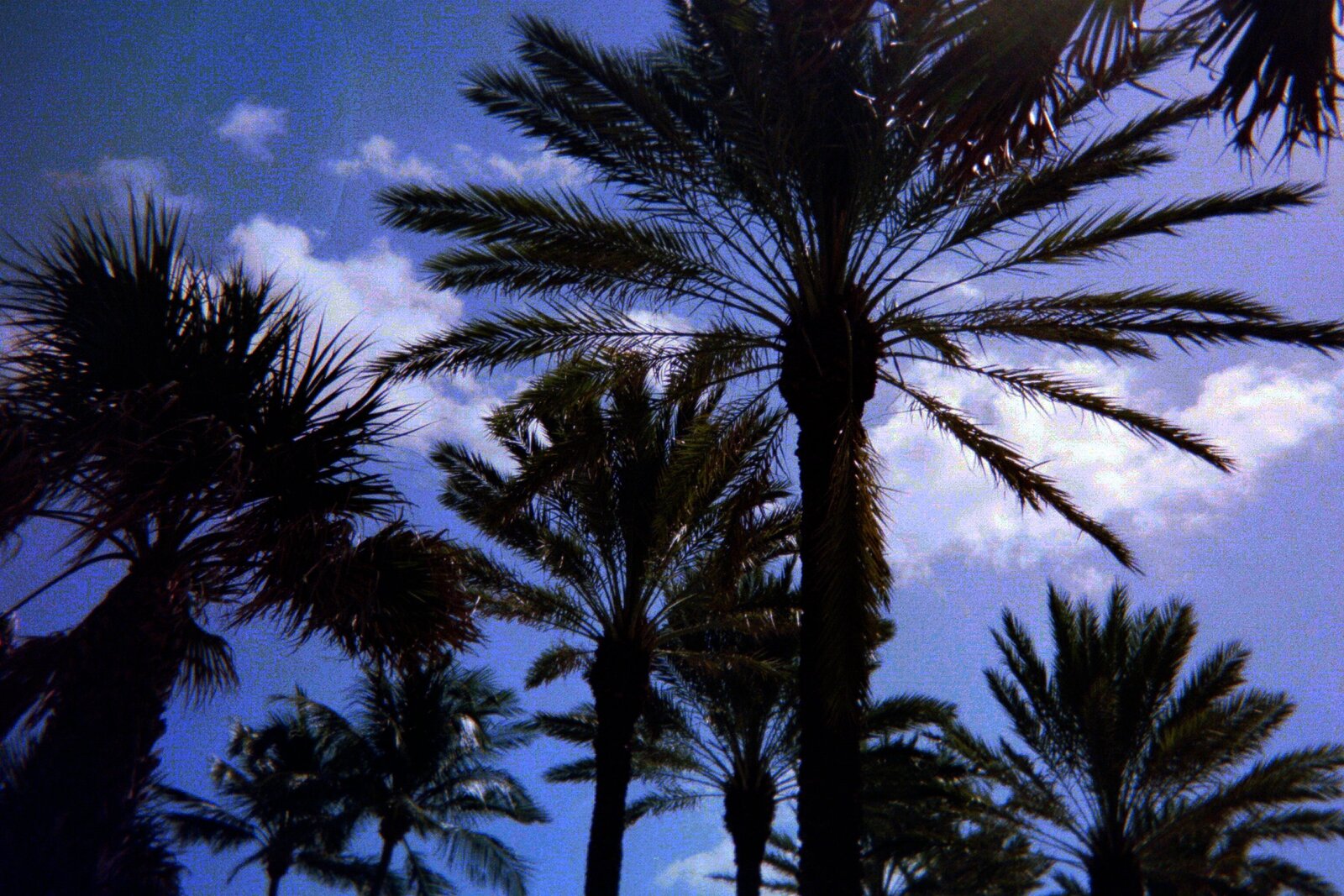 SEA ISLAND PALM TREES