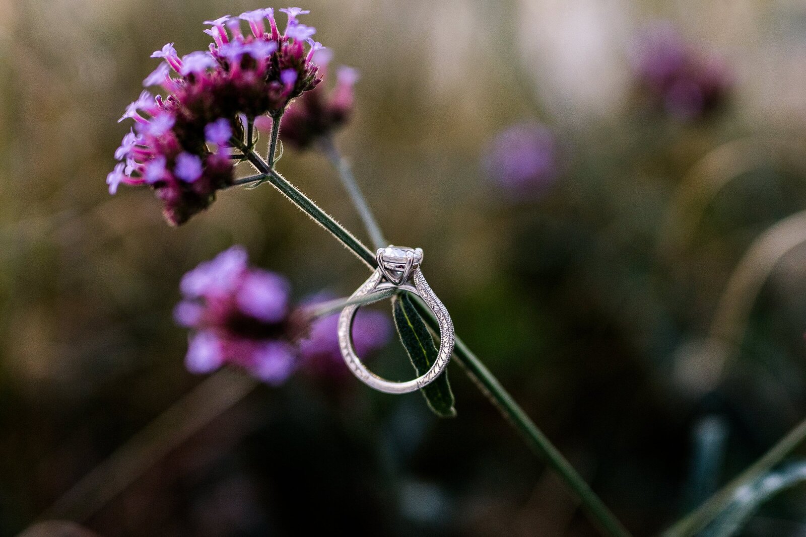 A diamond engagement ring hanging from a purple flower during a wedding in Northern Virginia