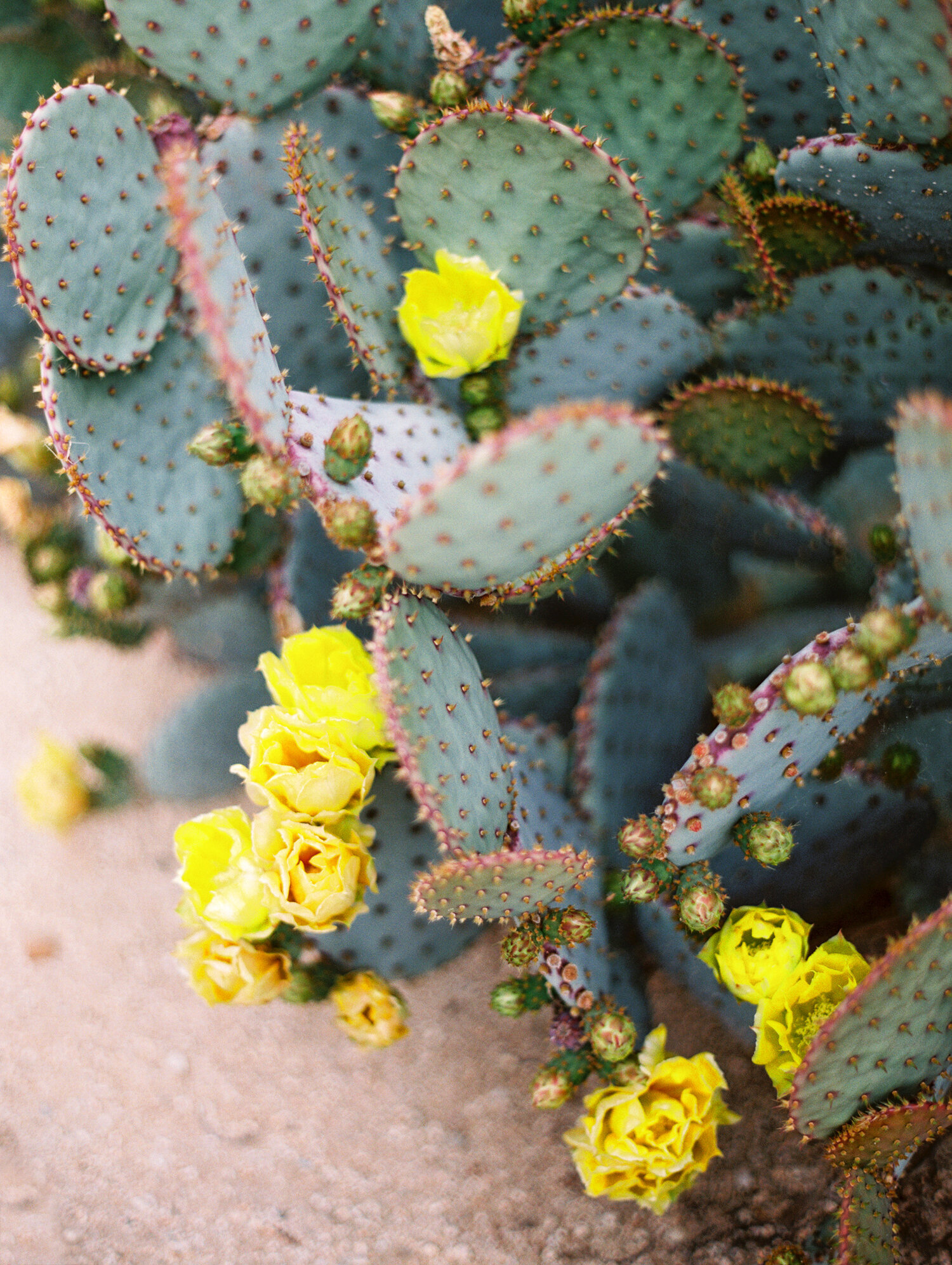 BrambleandVine-Joshua-tree-engagement-wedding-63