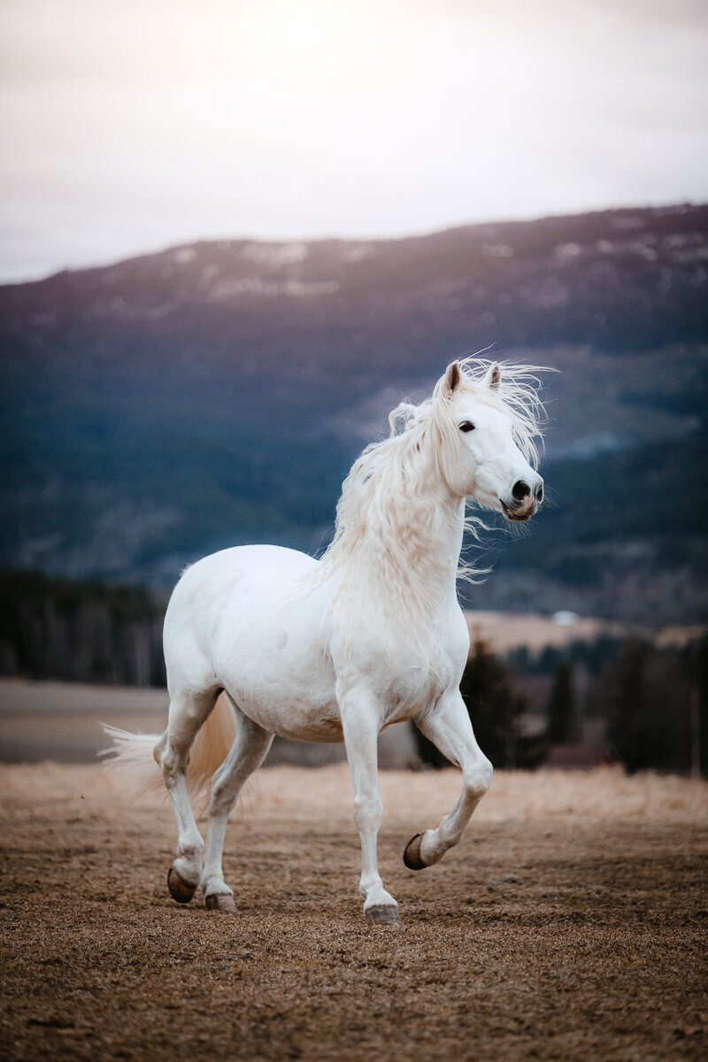 Paarden en honden fotografie Meppel-18