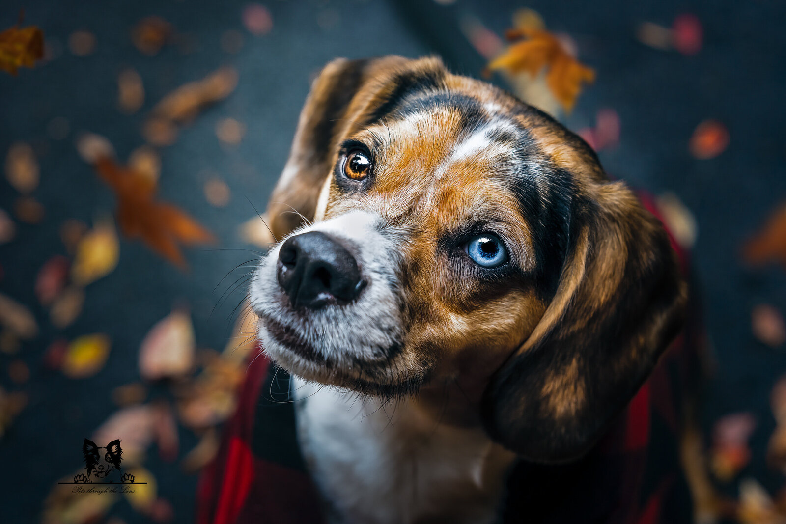Pets-through-the-Lens-Photography-Dog-Portraits