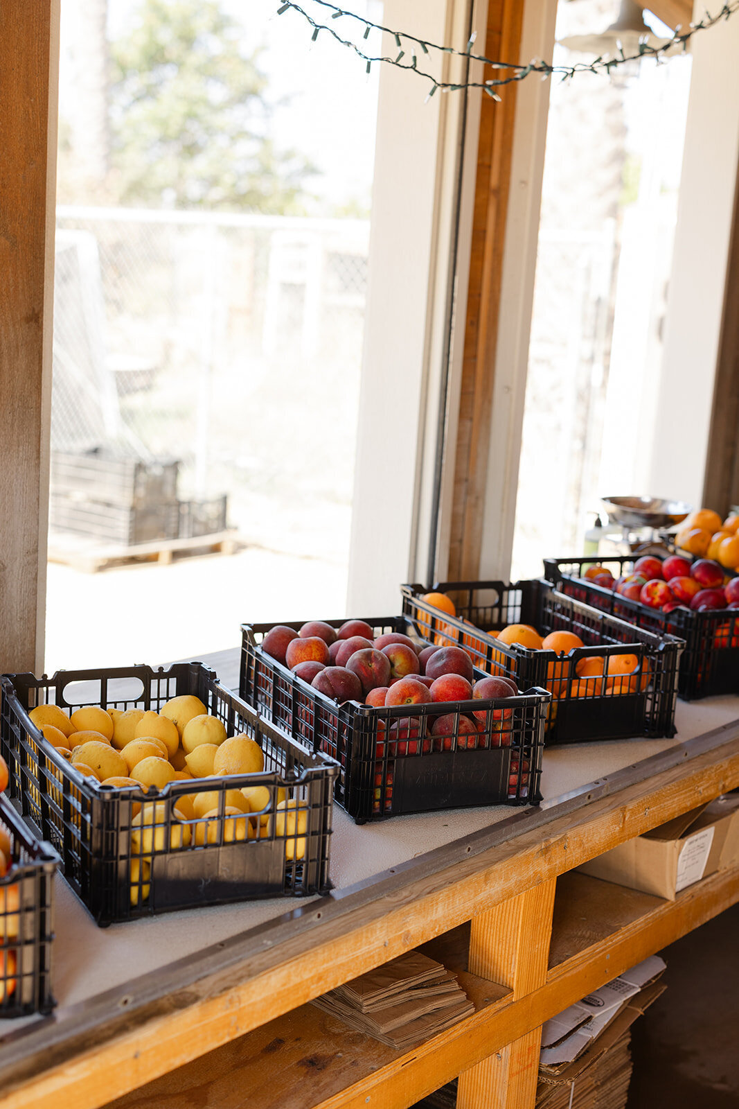 Brookeboroughphotography_californiaorganiccenter-19131