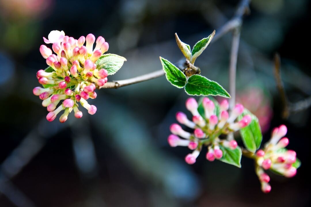 Spring Blooms Gatlinburg TN