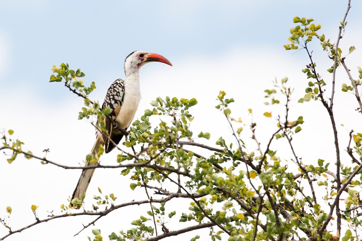 cameron-zegers-travel-photographer-tanzania-bird-adventure