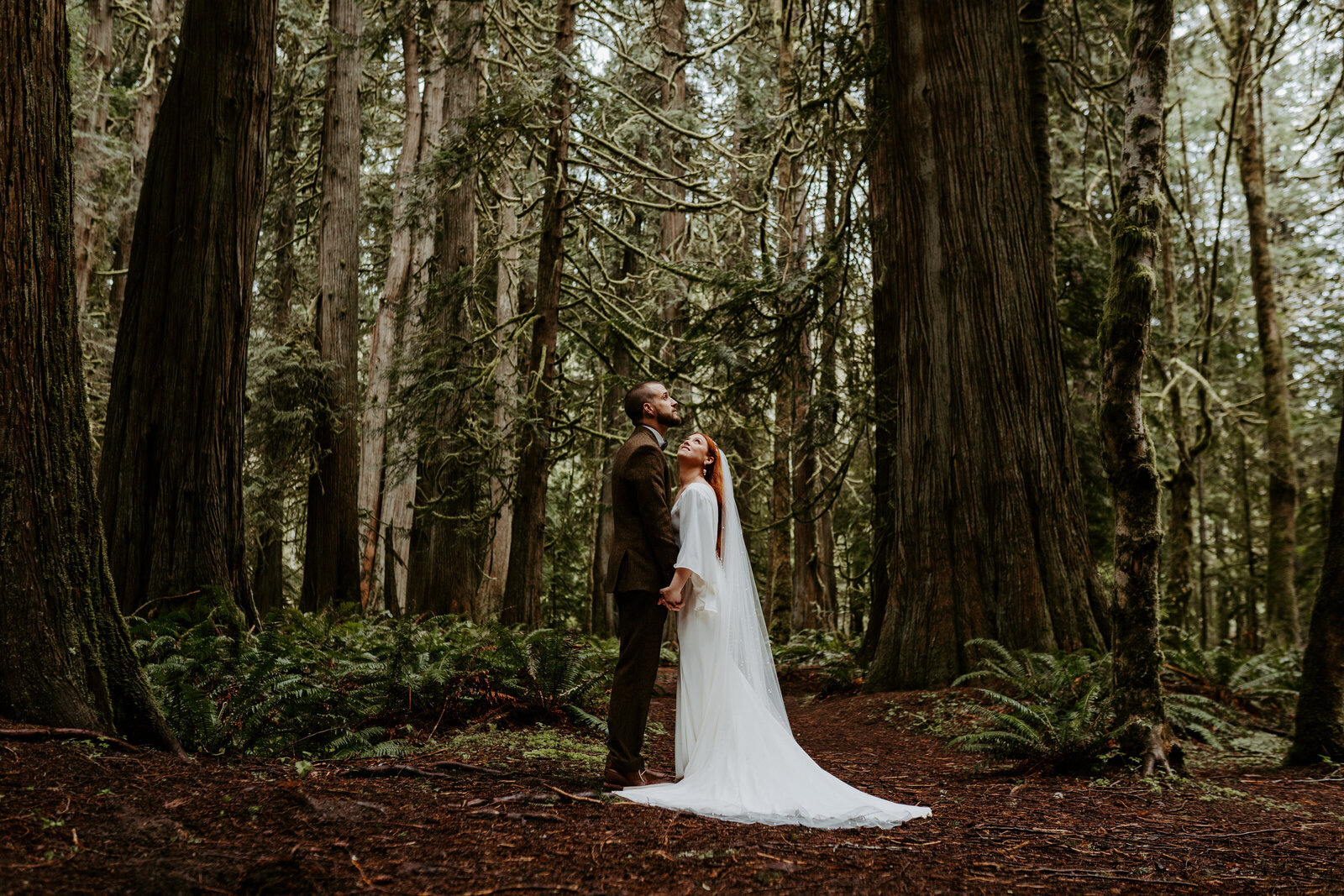 Bride and groom in wedding attire looking up at the Douglas Fir trees in Olympic National Park, Washington
