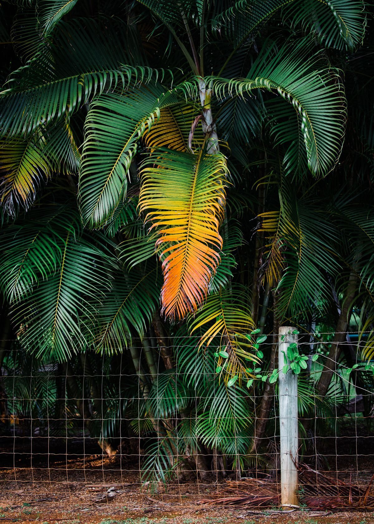 hawaii-destination-photography-tropical