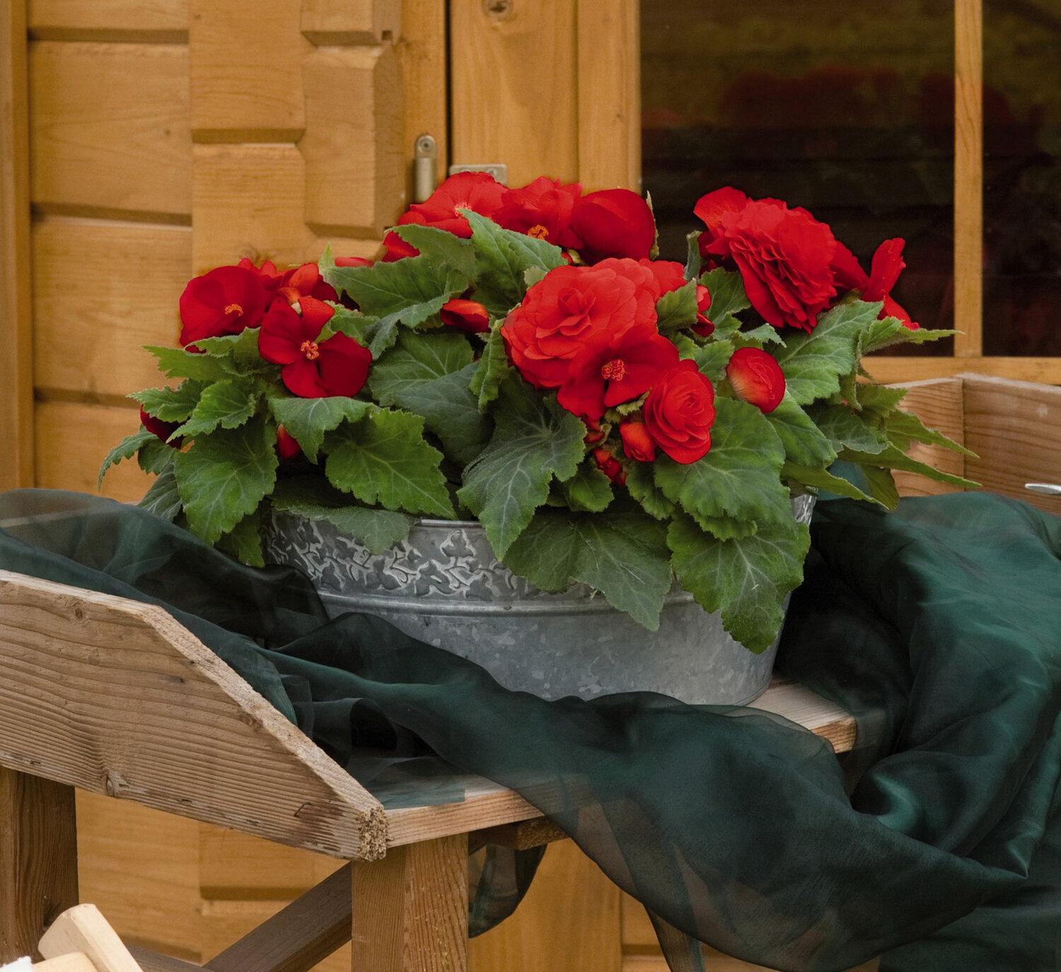 Begonia-Nonstop-Red-2