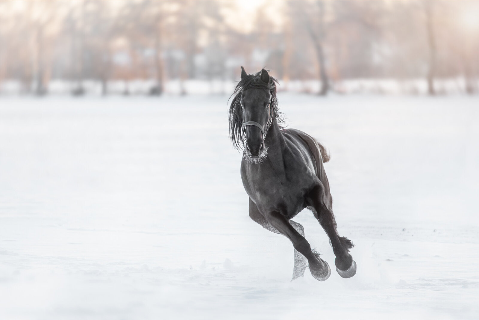 Paard sneeuw Hilde Fotografie