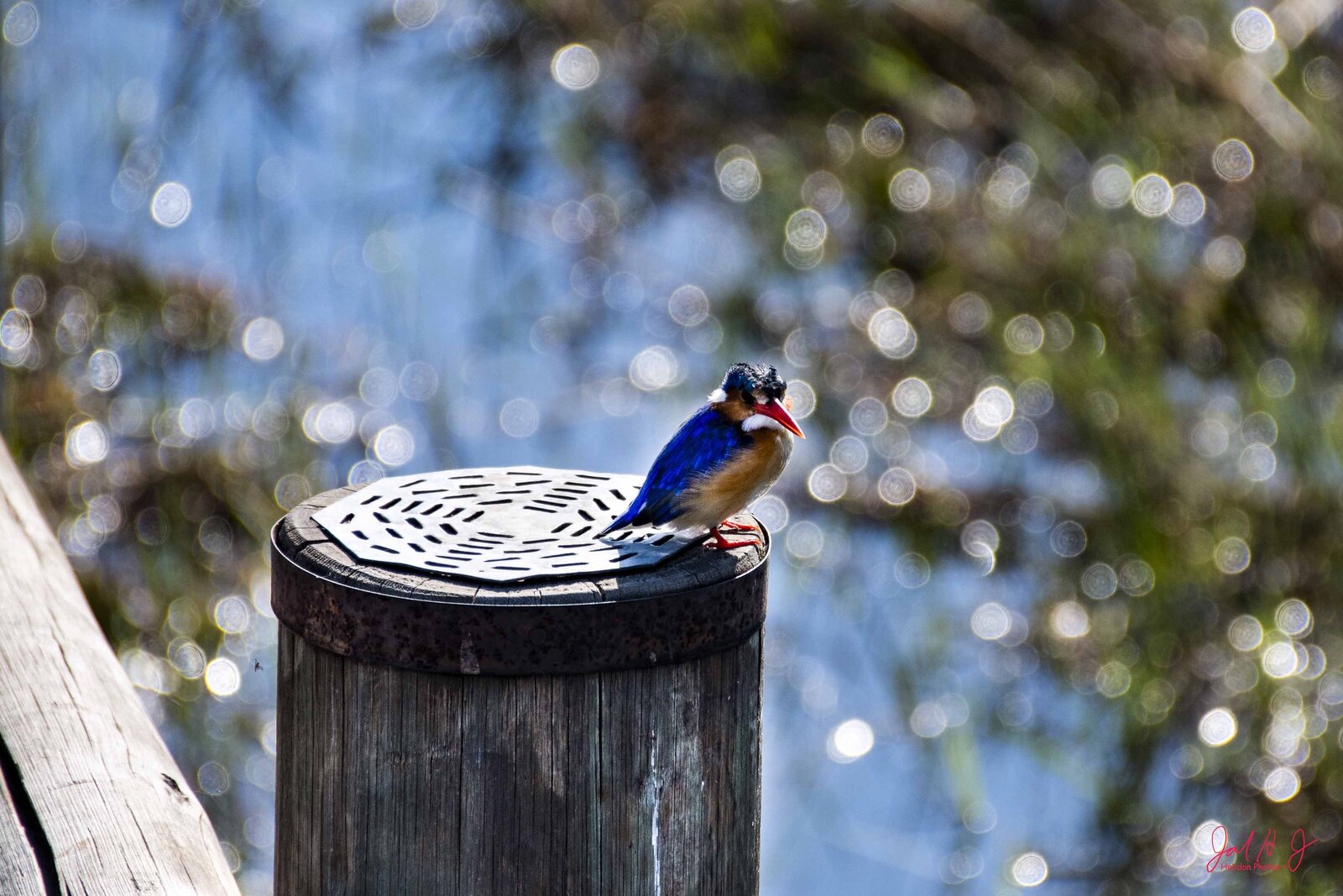 2017 Bird (3)