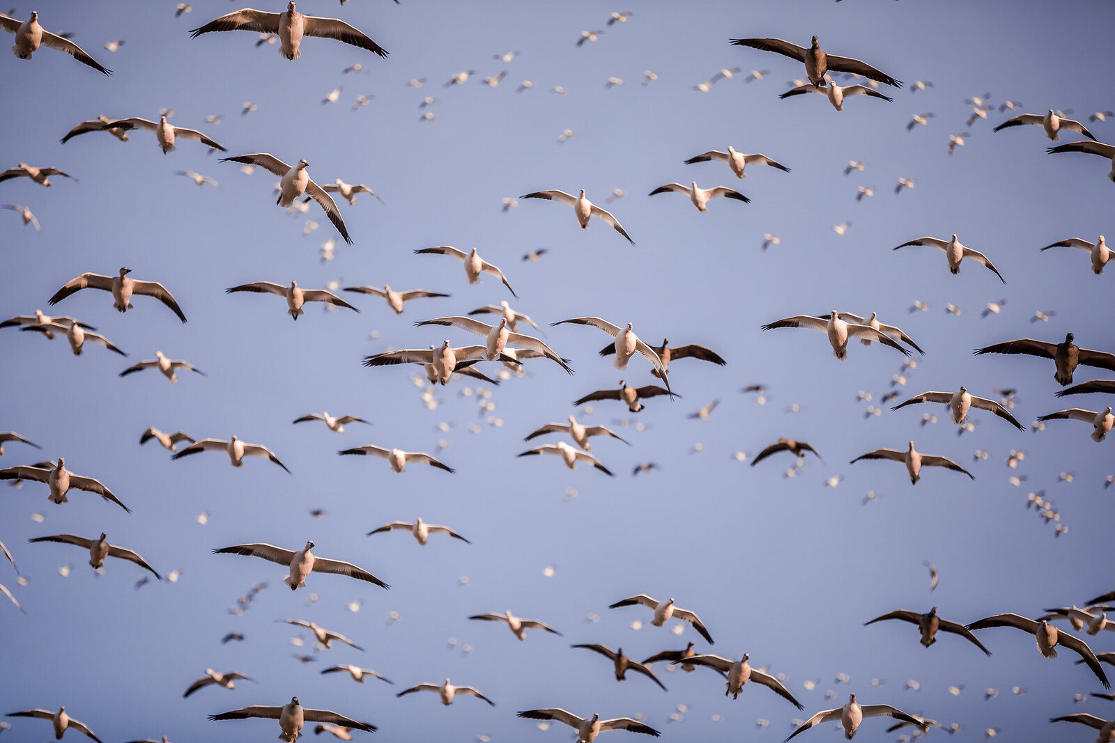 Fowl Plains Central Kansas waterfowl outfitter0006