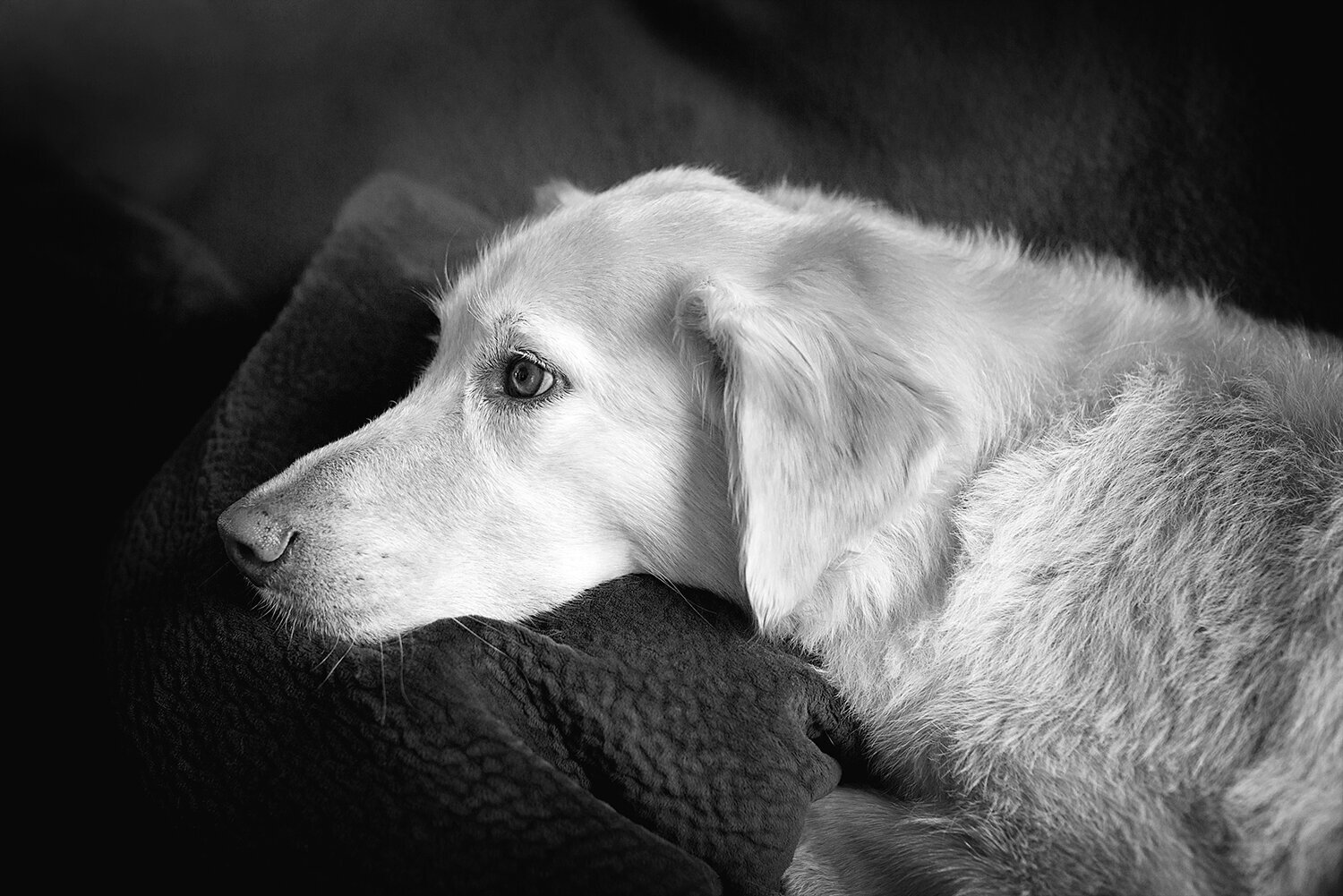 sharp-oldaugh43bw