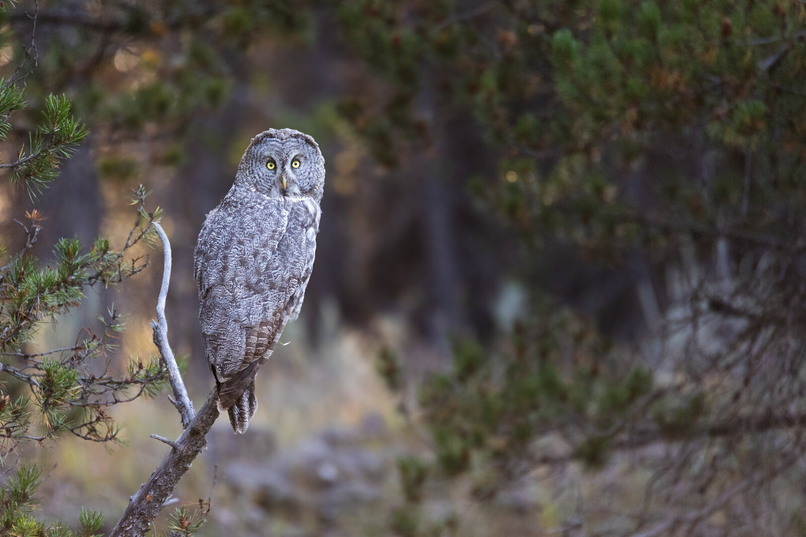 2024-08-16-Y3A9170-great-gray-owl