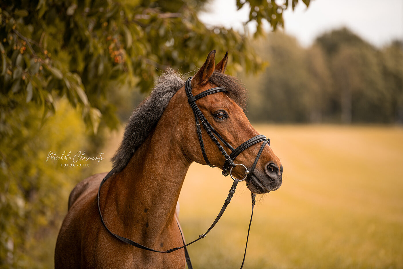 DSC_8794-paardenfotografie-michèle clermonts fotografie-low