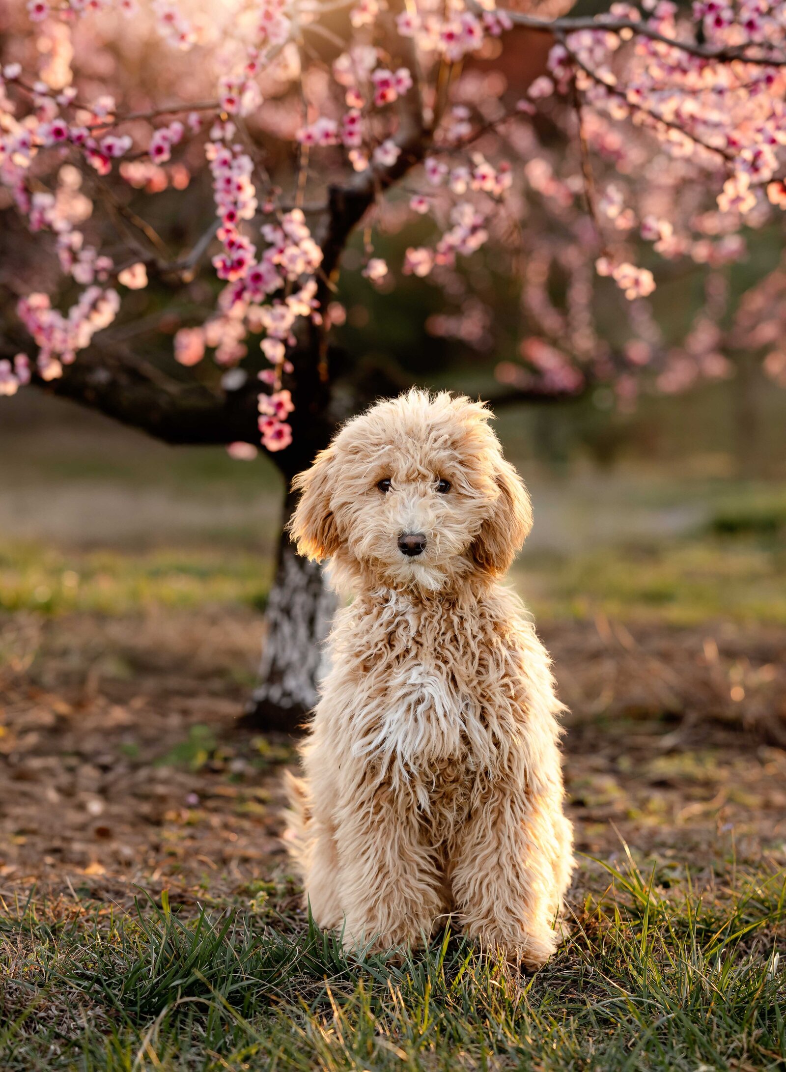 Golden doodle dog sitting by cherry blossom tree. Family photo taken by Jenni Nikki Photography near Atlanta, GA.
