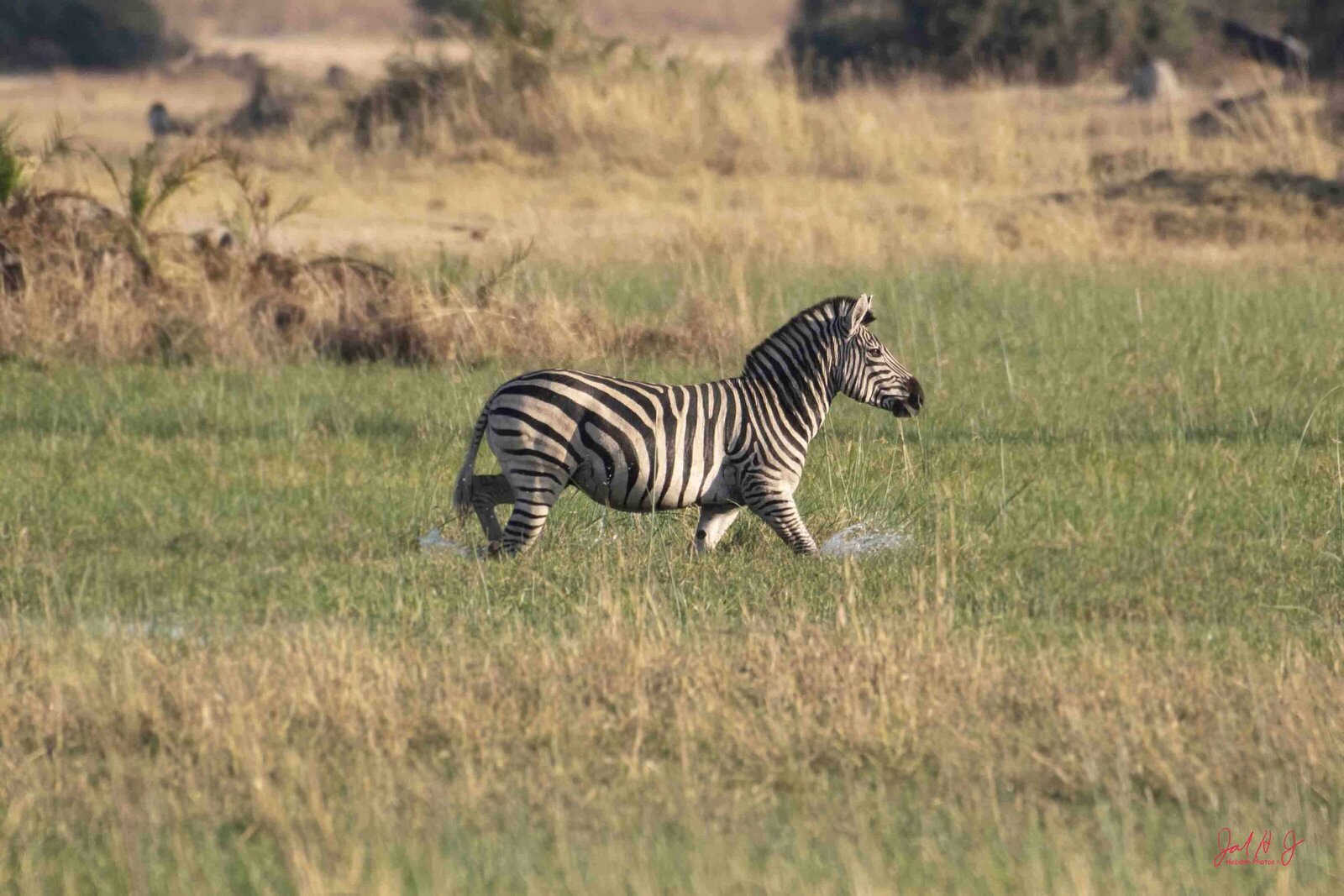 2022 Zebra (1)
