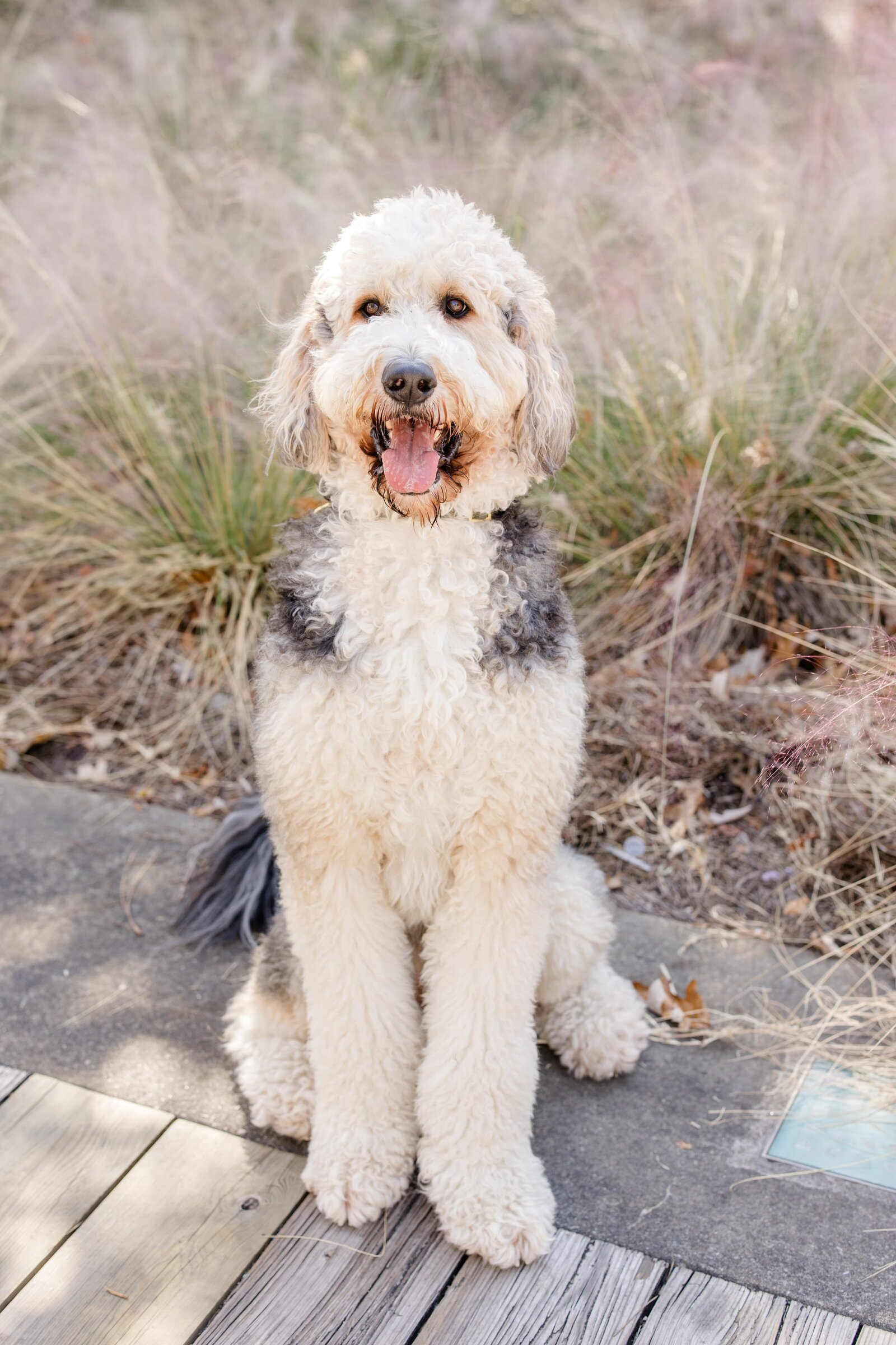 The Beloved Pup Photo Studio - Birmingham, Alabama Commercial Dog Photographer 41
