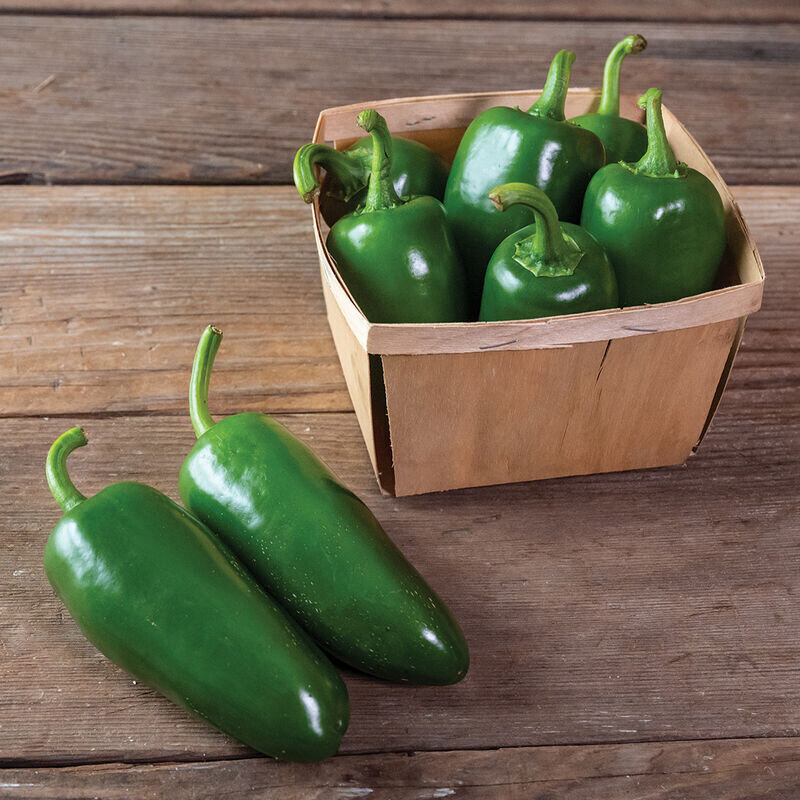 Pepper - pantera_jalapeno