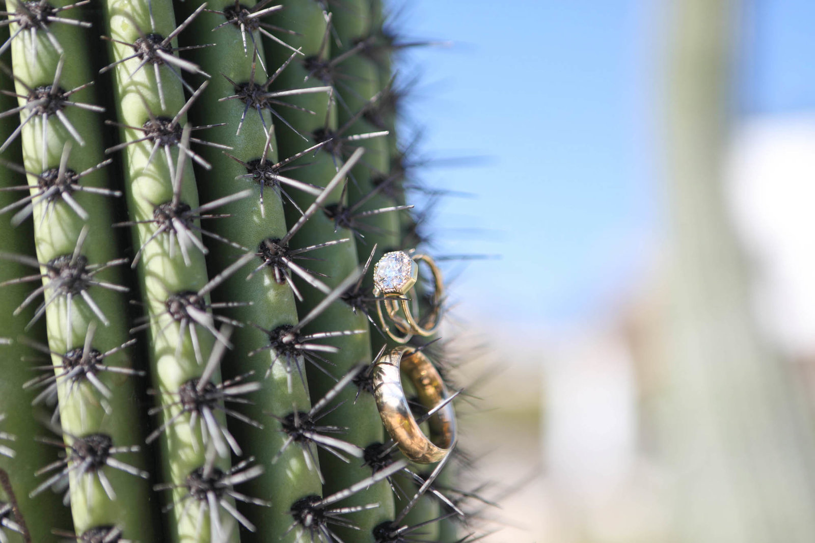 Details shot of ring on Cactus at Destination Wedding in mexico