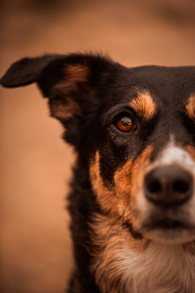 Een diervriendelijke fotoshoot met je hond 