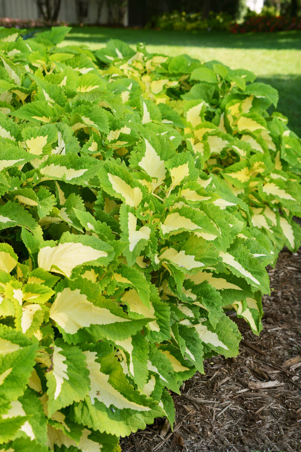Coleus-Kong-Jr-Green-Halo-2