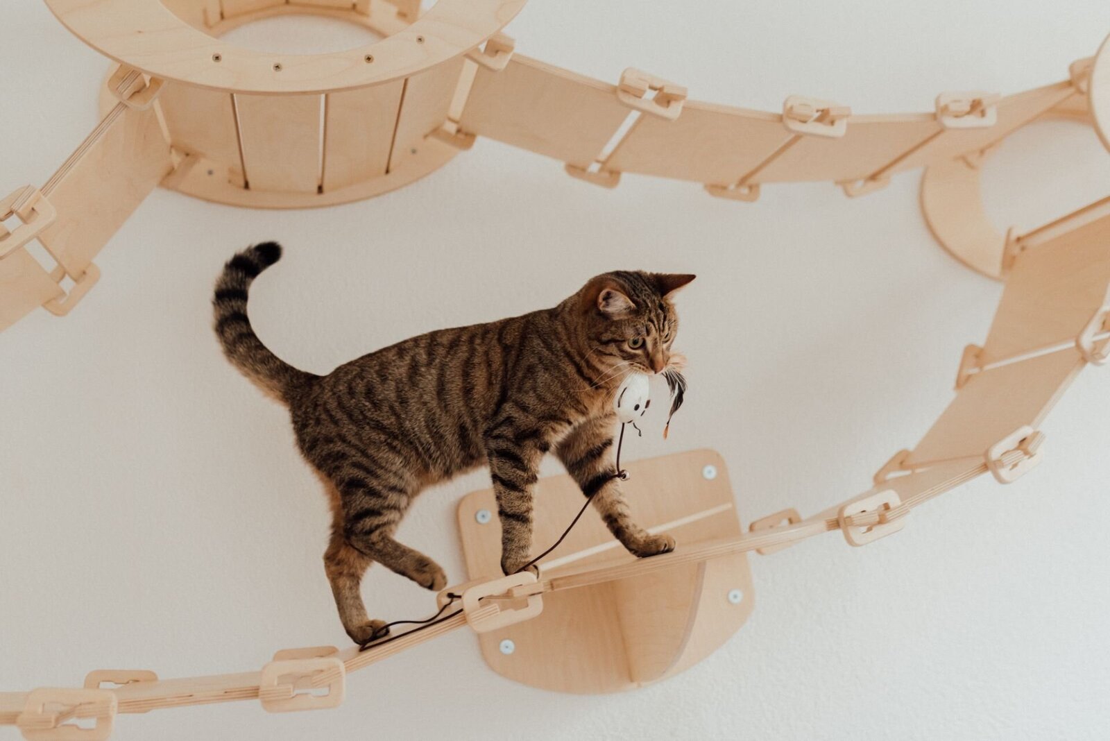 Pension pour chats clermont ferrand