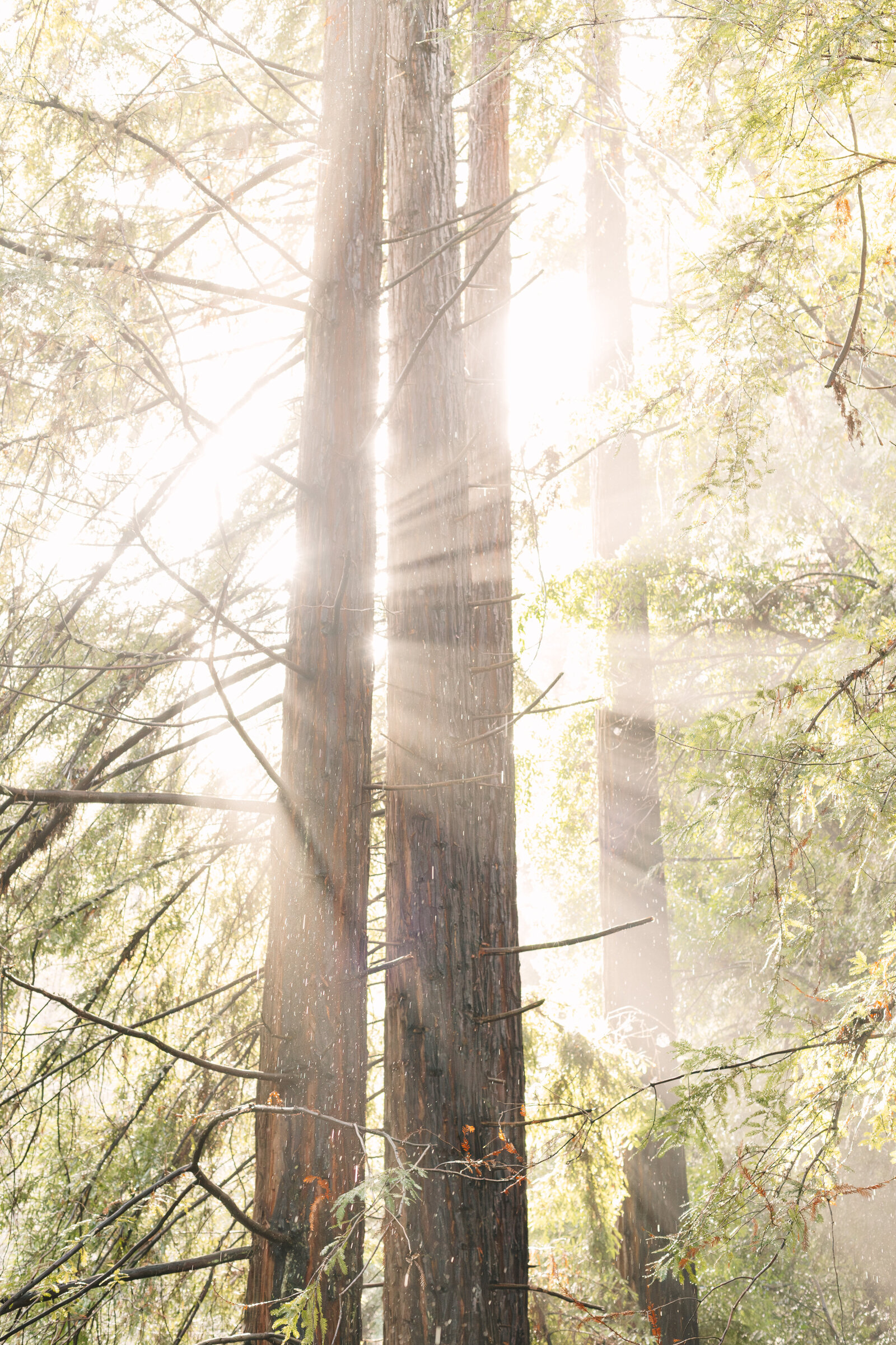 Big Sur Proposal Manjanatha-33