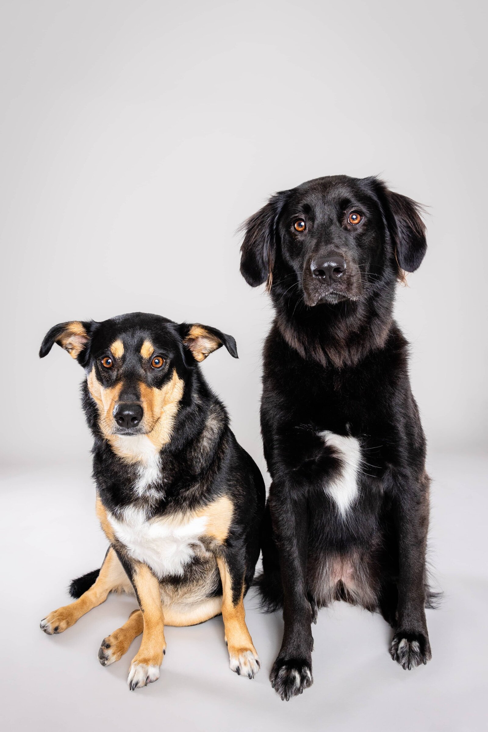 Portfolio - The Beloved Pup Photo Studio Alabama Dog Photographer 8