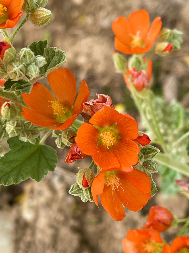 small orange flowers