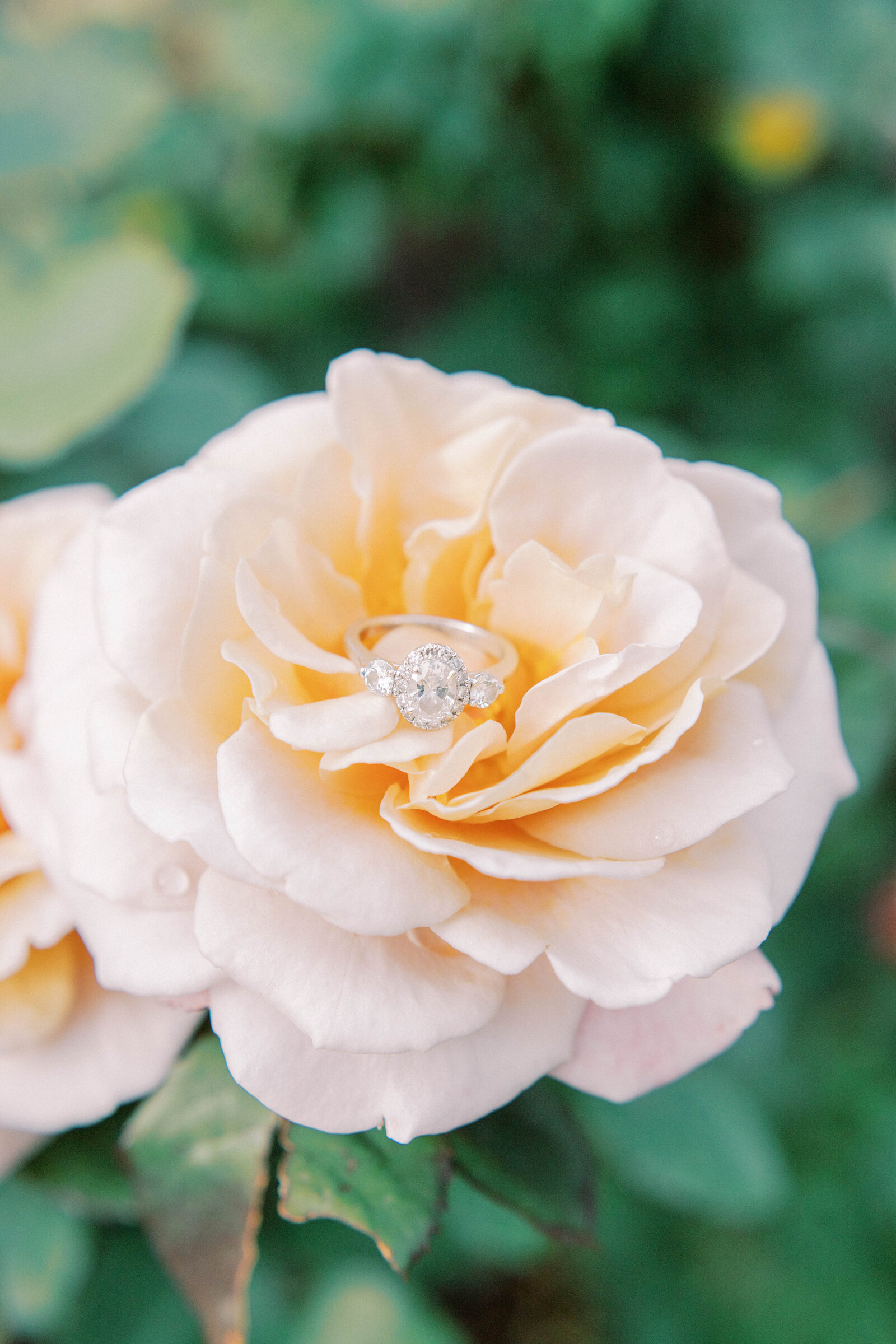 Engagement ring beautiful on rose at Loose Park Kansas City