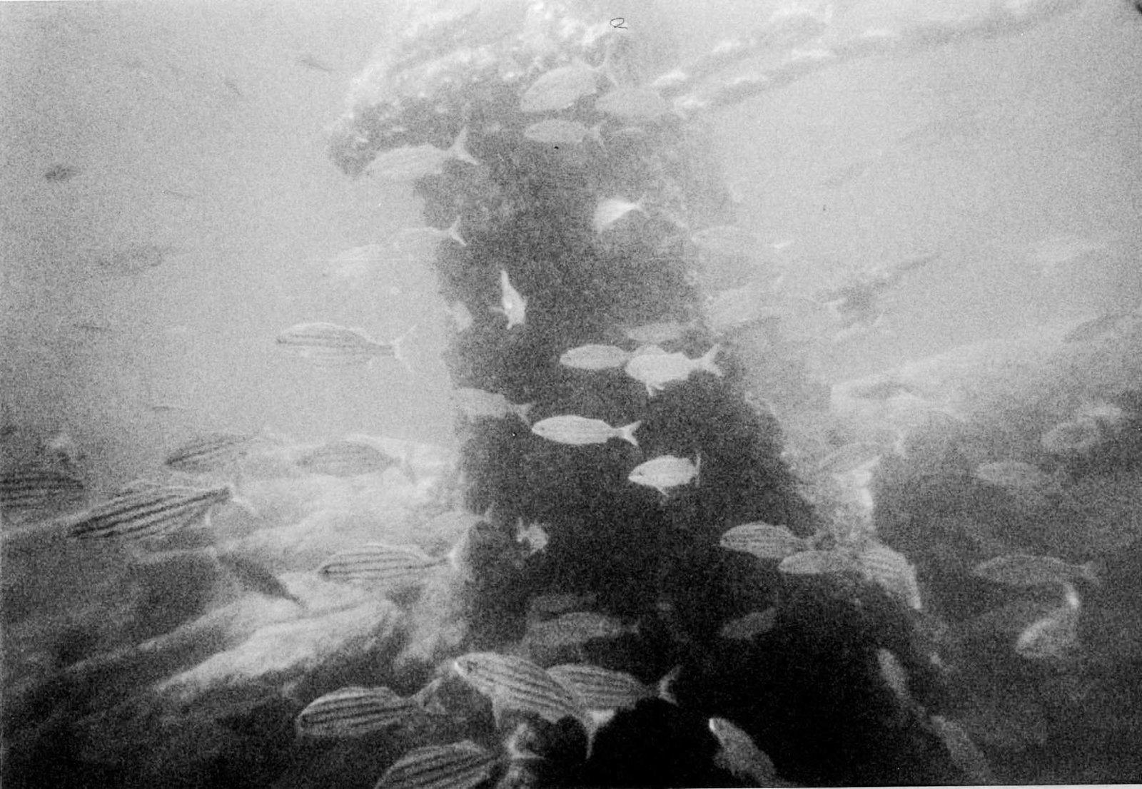 fish-underwater-shipwreck-camera-travel-aruba-kate-timbers-photography-796
