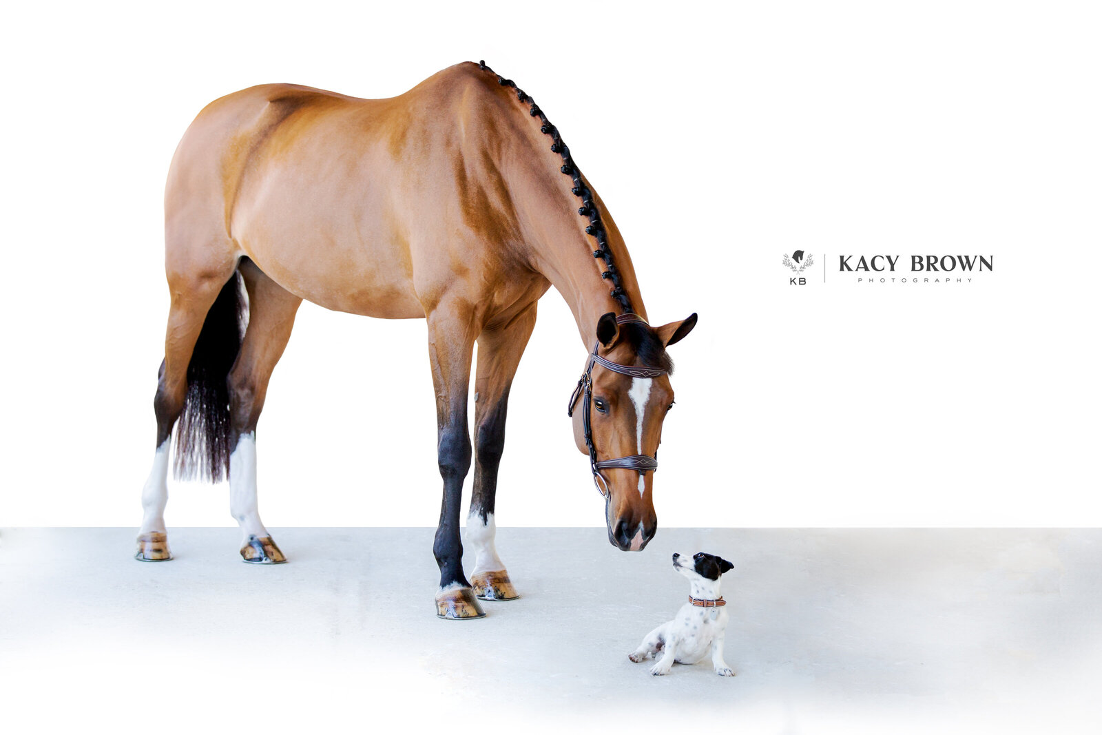 Horse & Dog