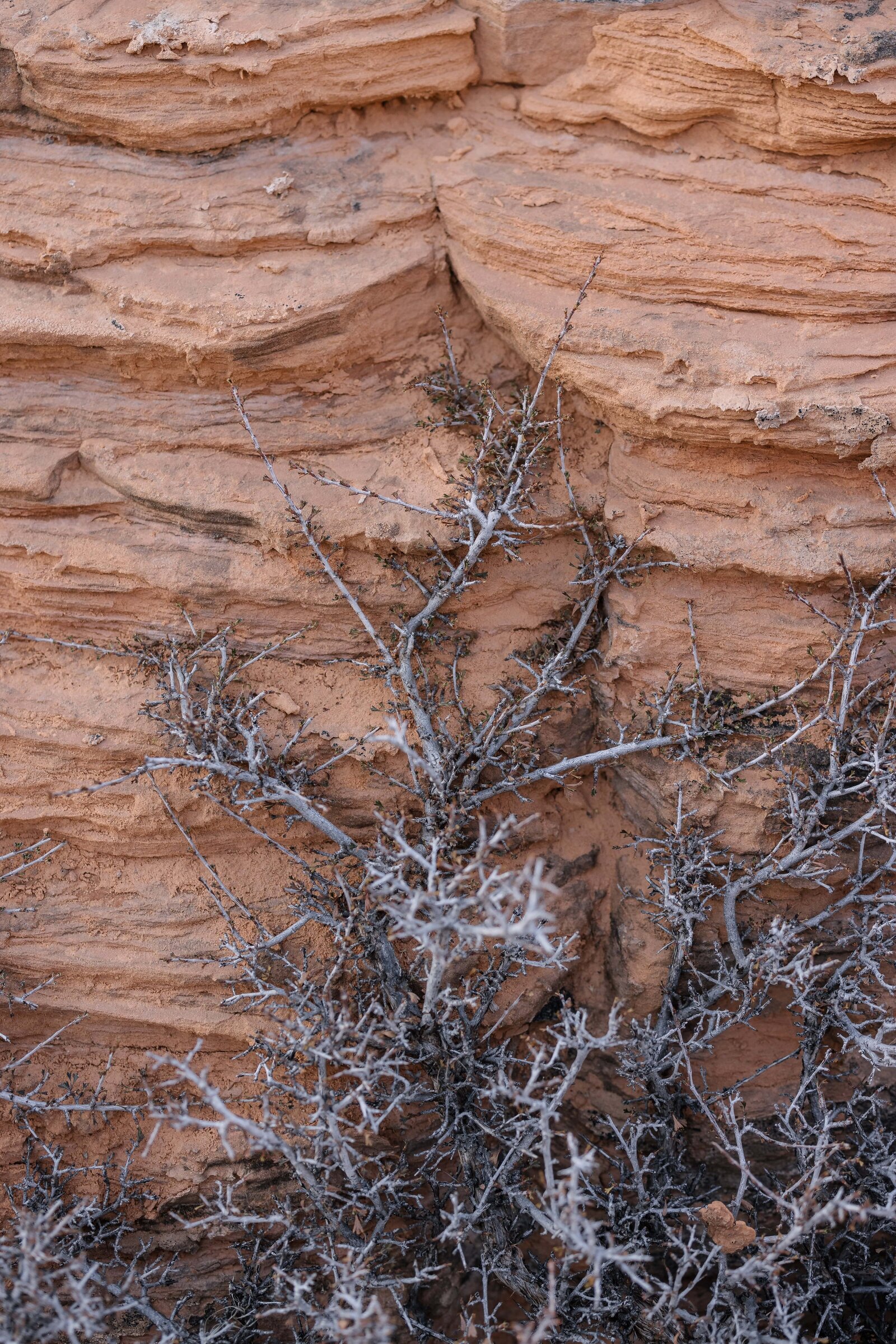 spring textures against red rock