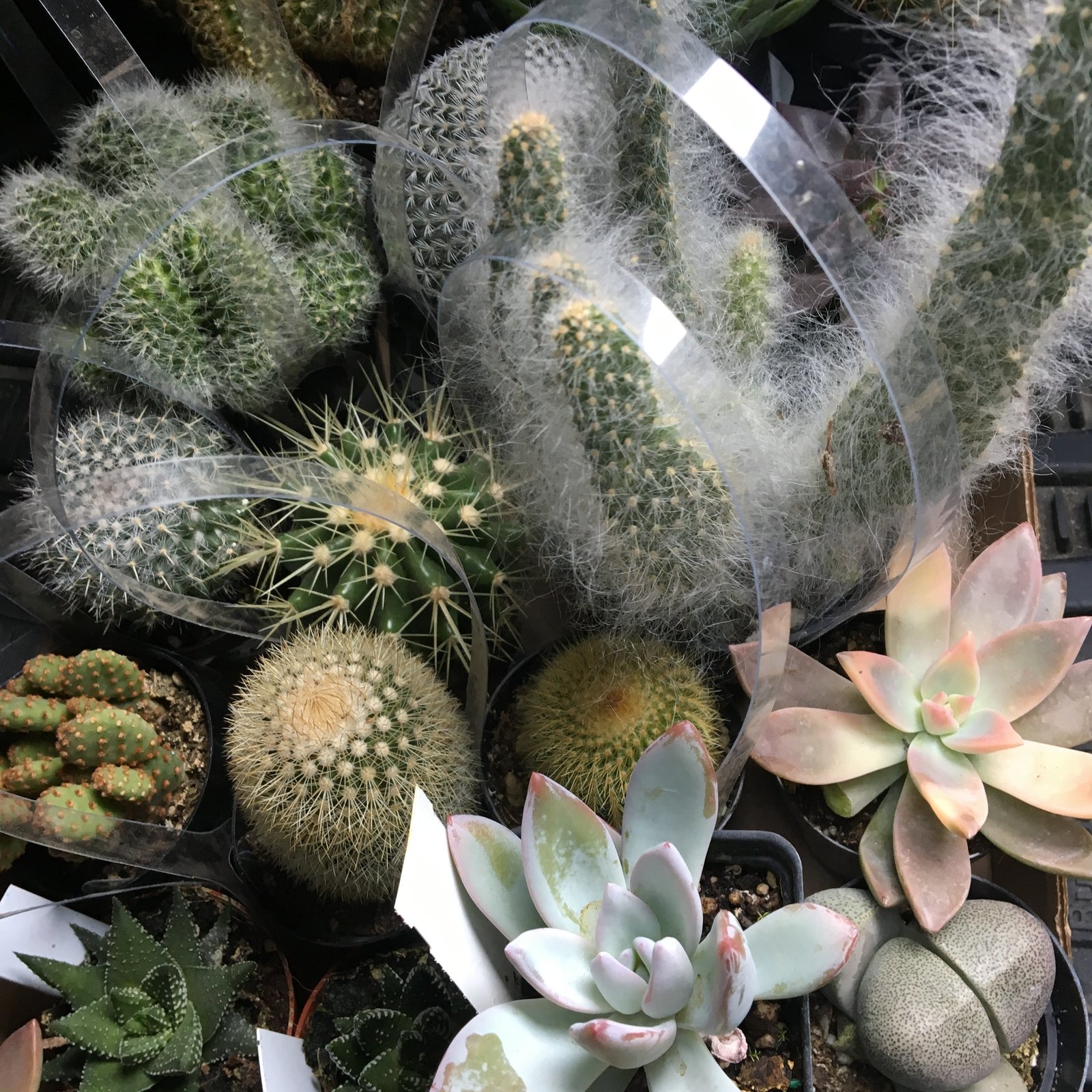 BKC4U CACTUS SUCCULENT WORKSHOP