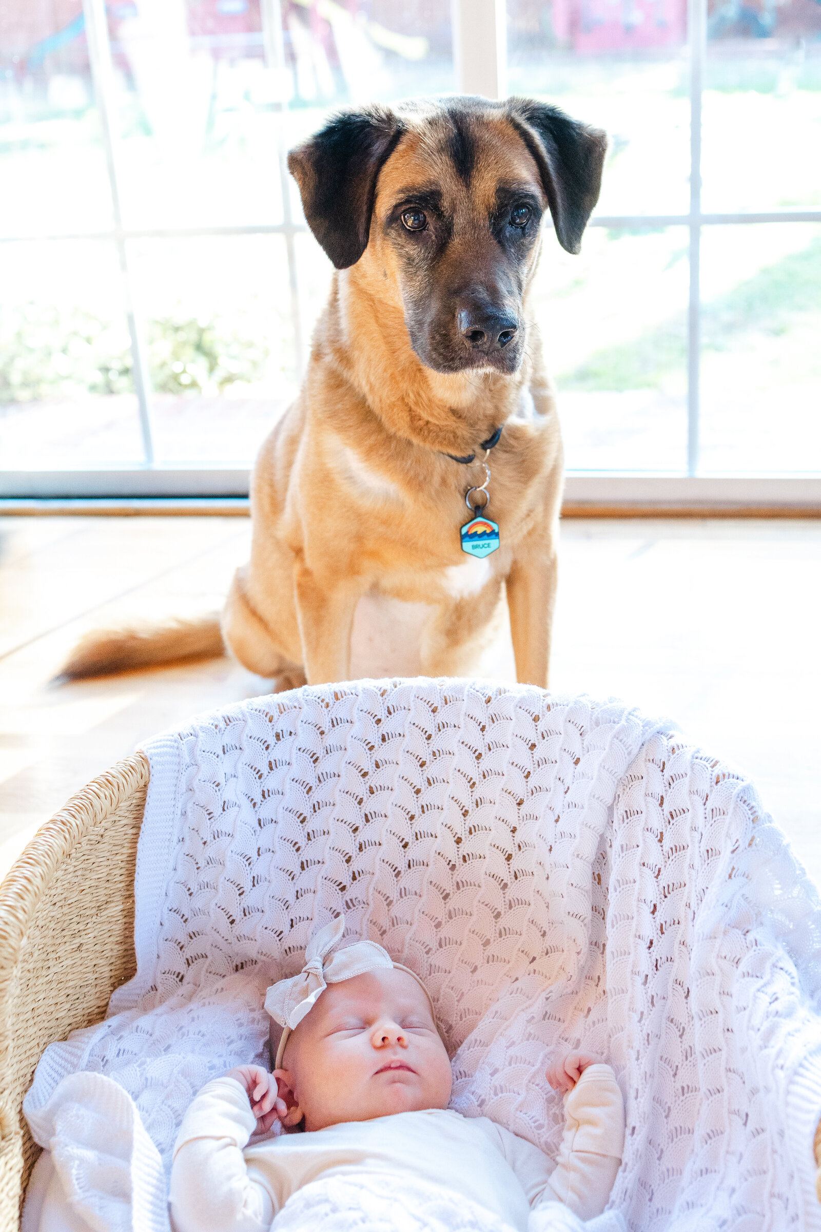 newborn-photos-at-home-virginia-beach-baby-dog