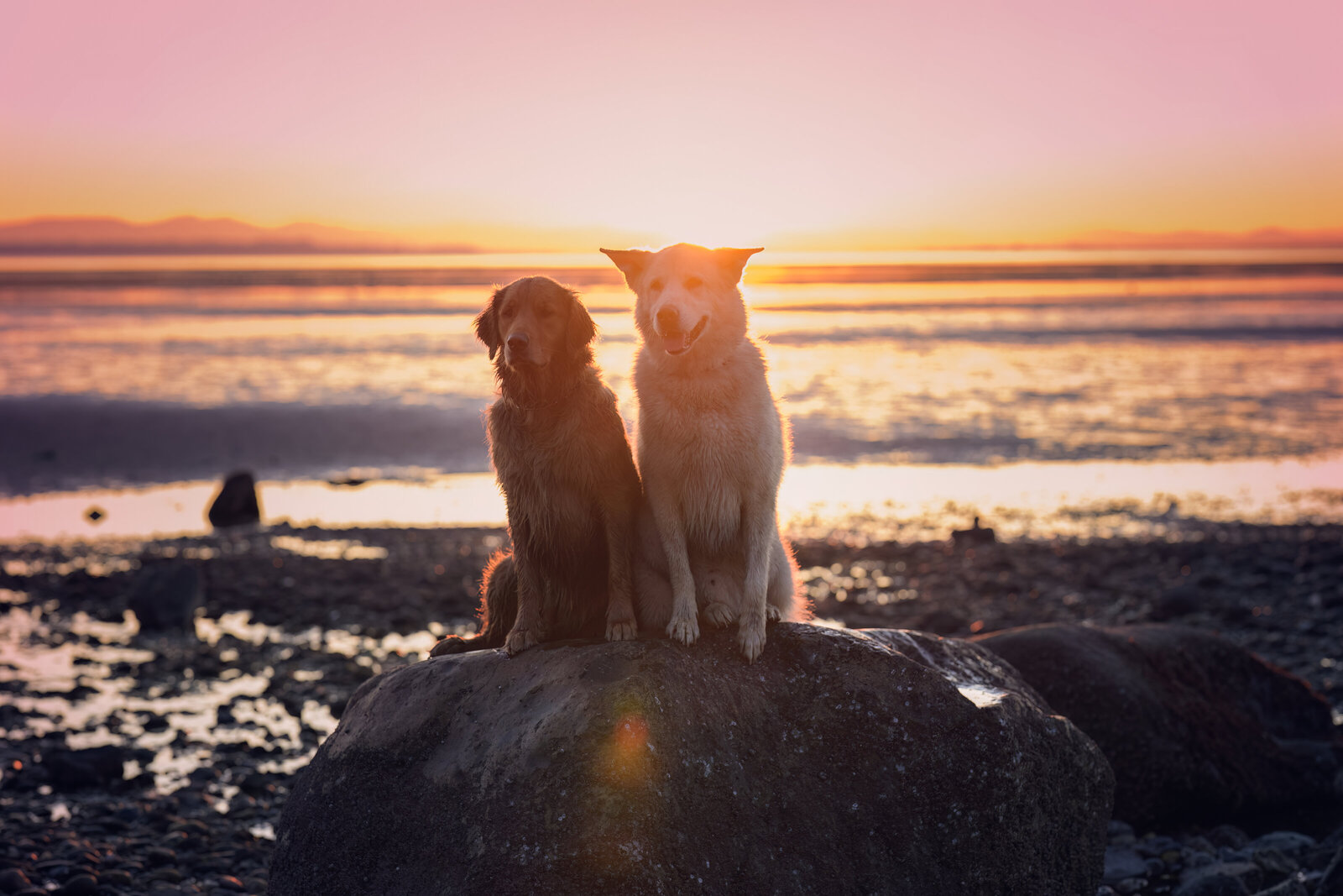 Pets-through-the-Lens-Photography-Vancouver—Golden-Hour-Outdoor-Dog- Photohoot
