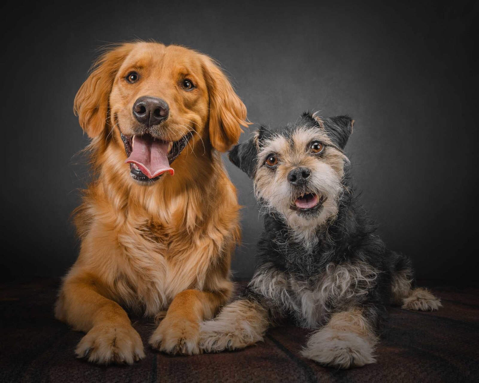 dog-photographer-near-me-denver-23