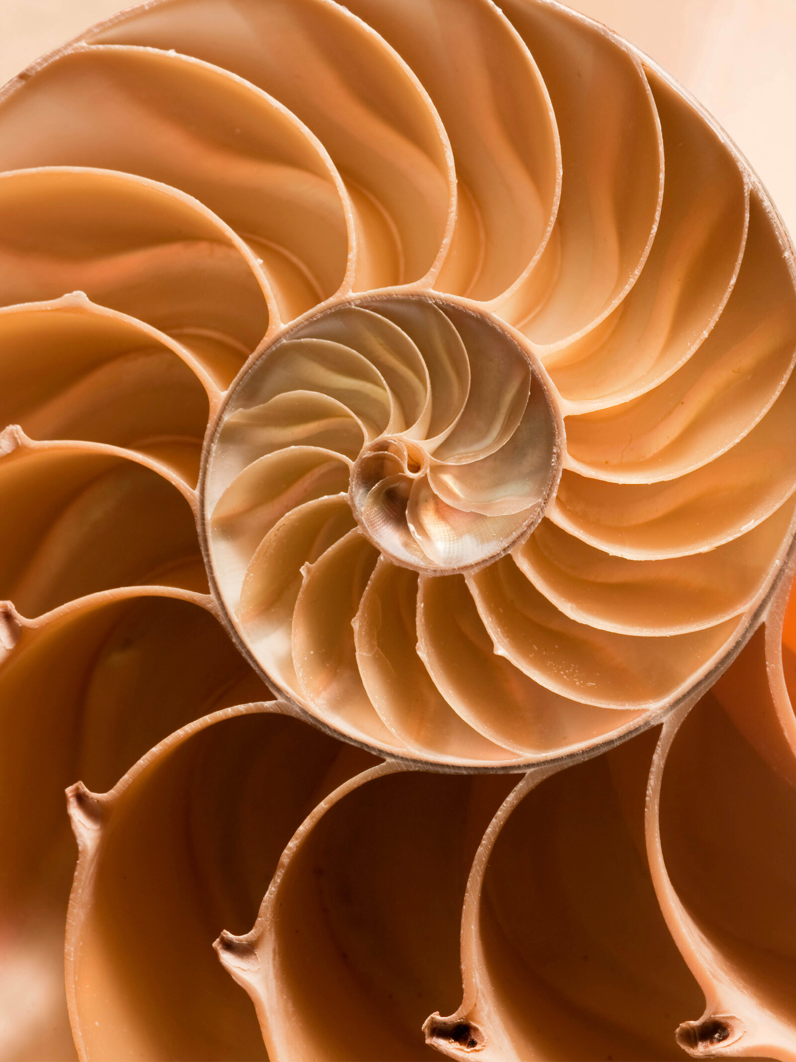2 -Fibonacci Spiral-3 (1)