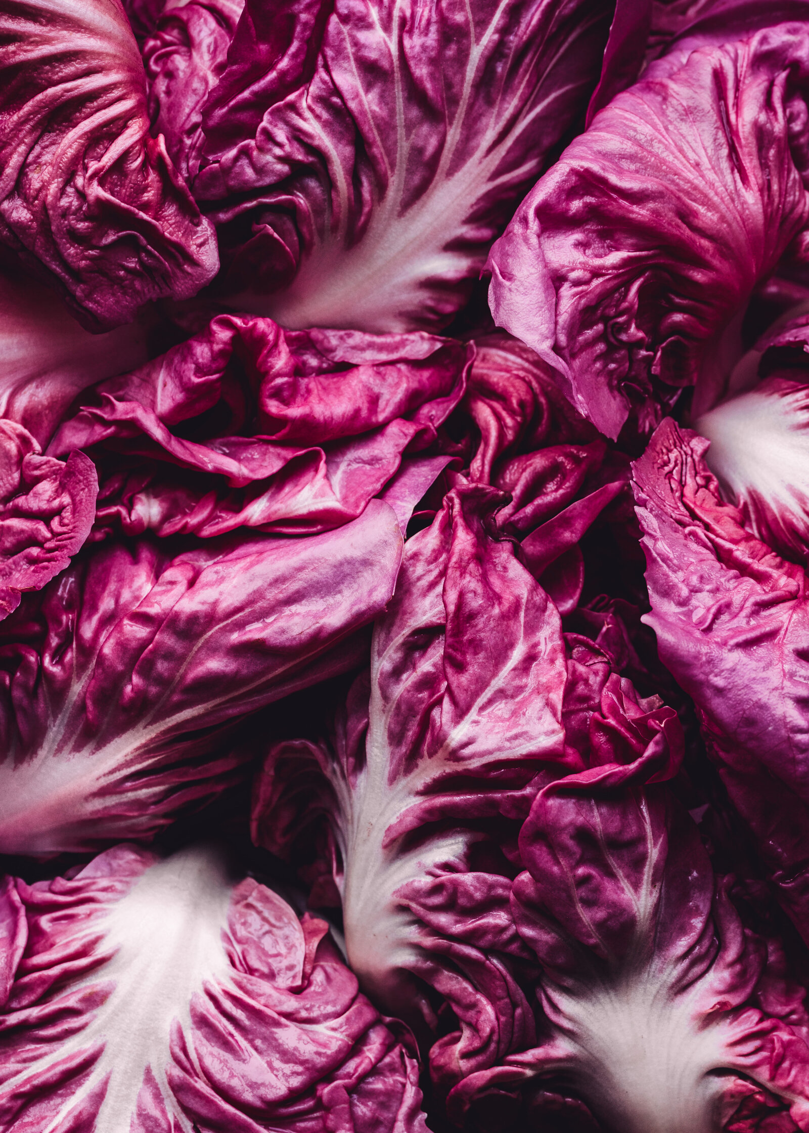 pink radicchio