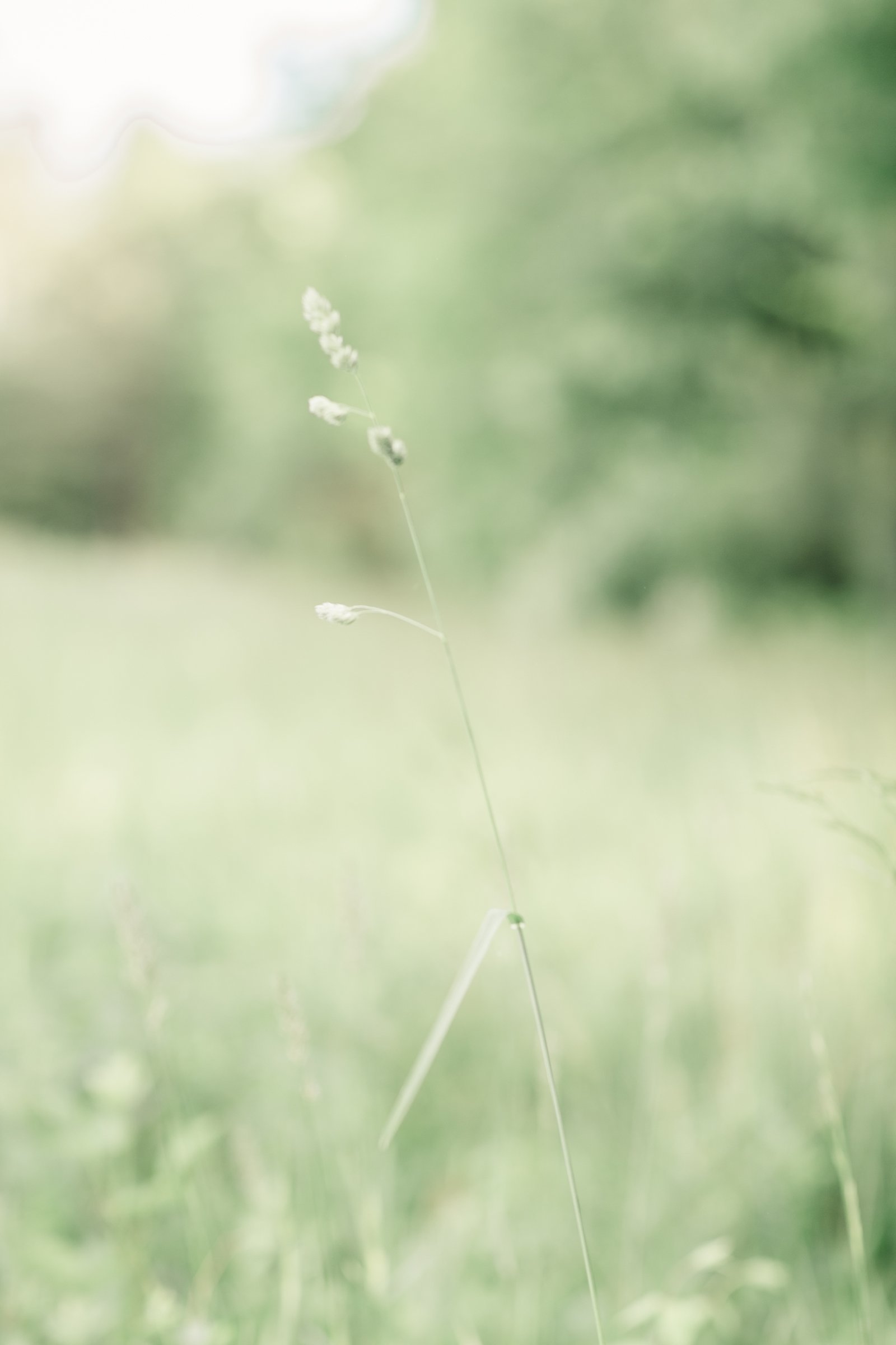 i-virginia-backyard-wedding_1922