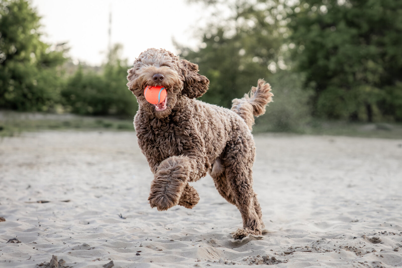 Fotoshoot met hond