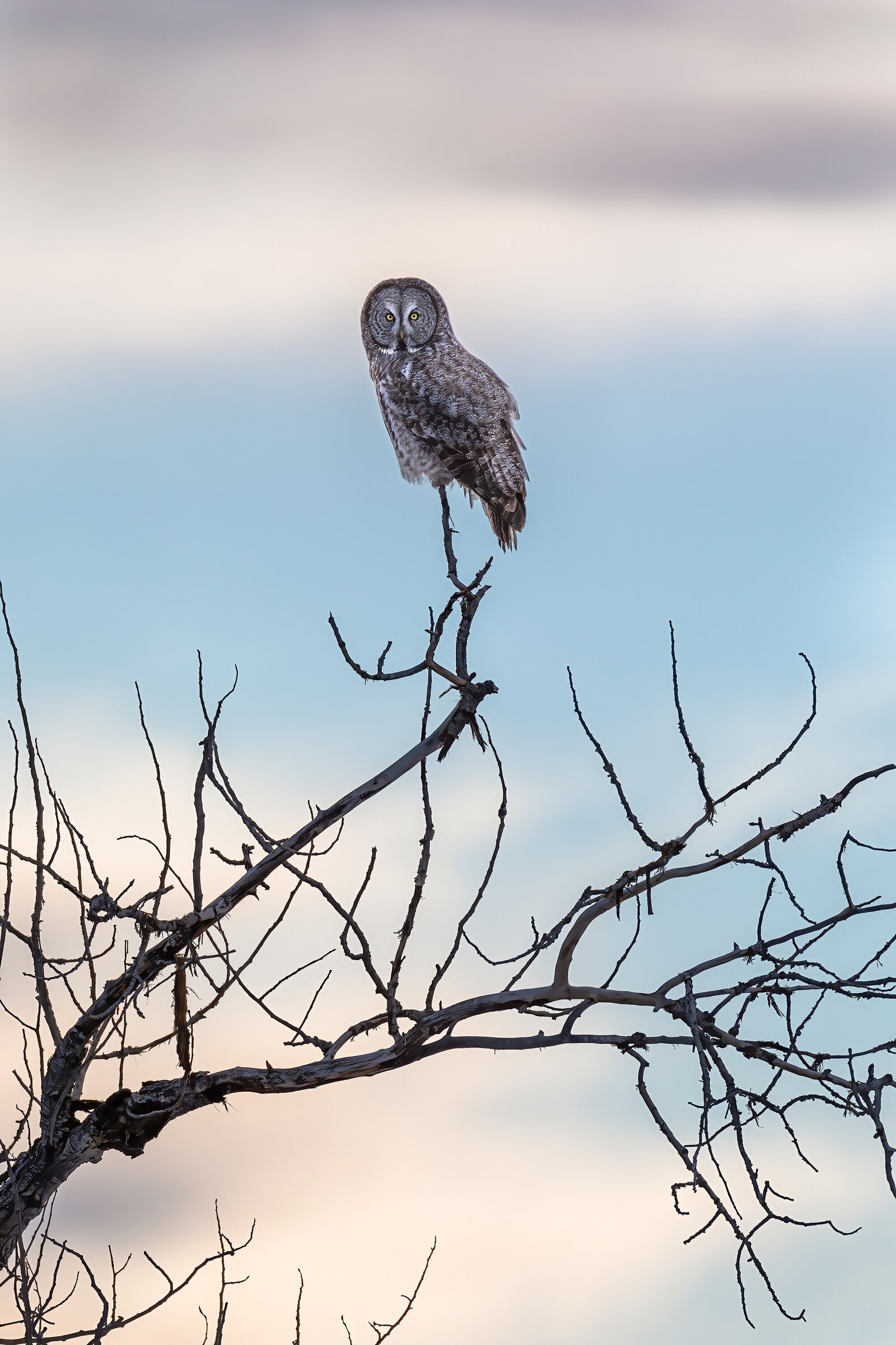 2021-02-27-75A7430-great-gray-owl-website