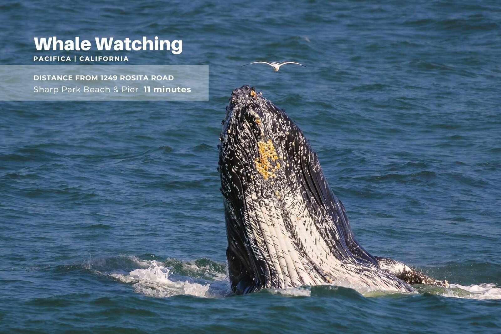 mls20_michael-jimenez-pacifica-realtor-san-francisco-homes-for-sale-whale-watching