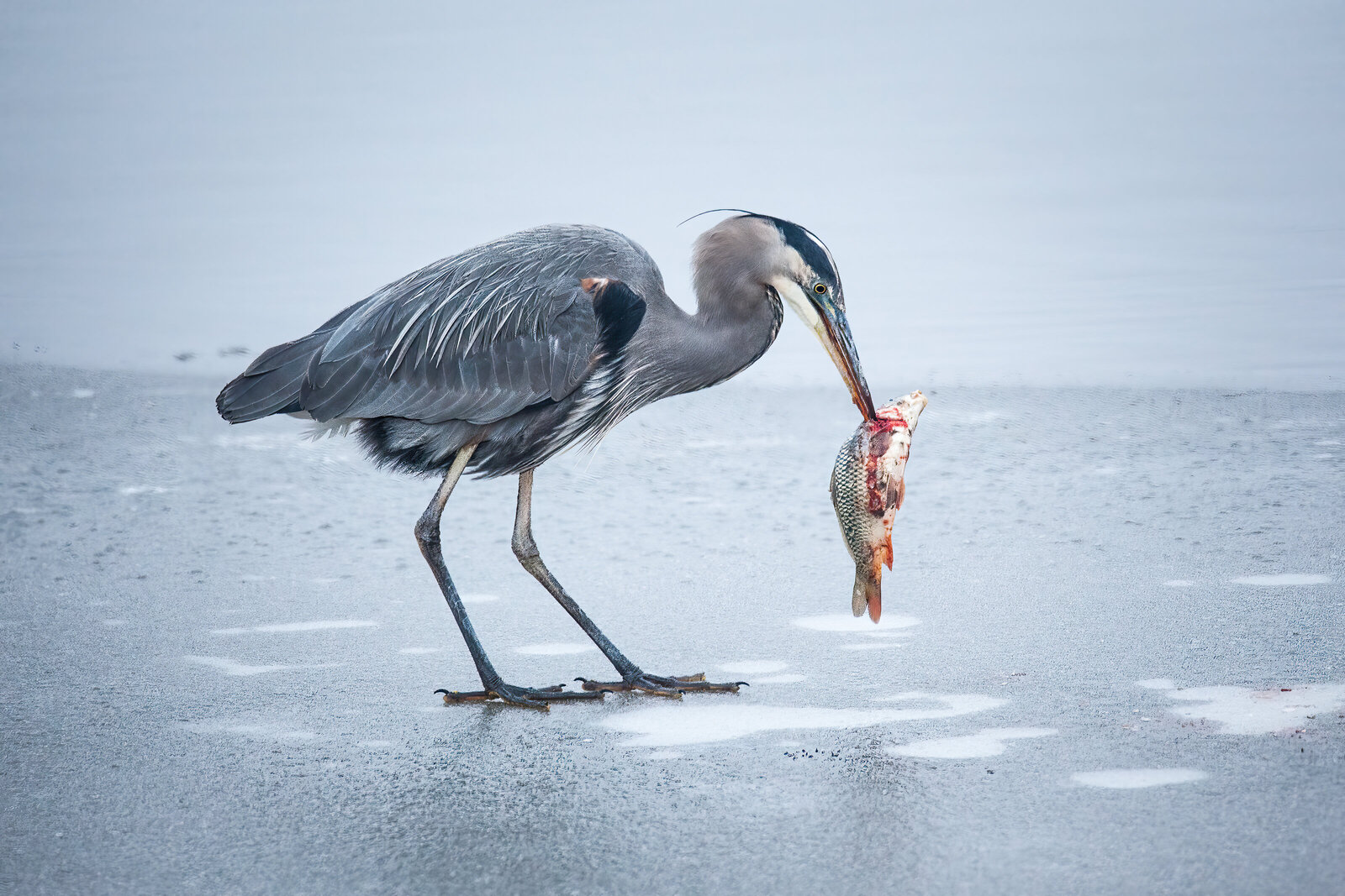 2017-01-15-8874-blue-heron-farmington-bay-Edit-Edit