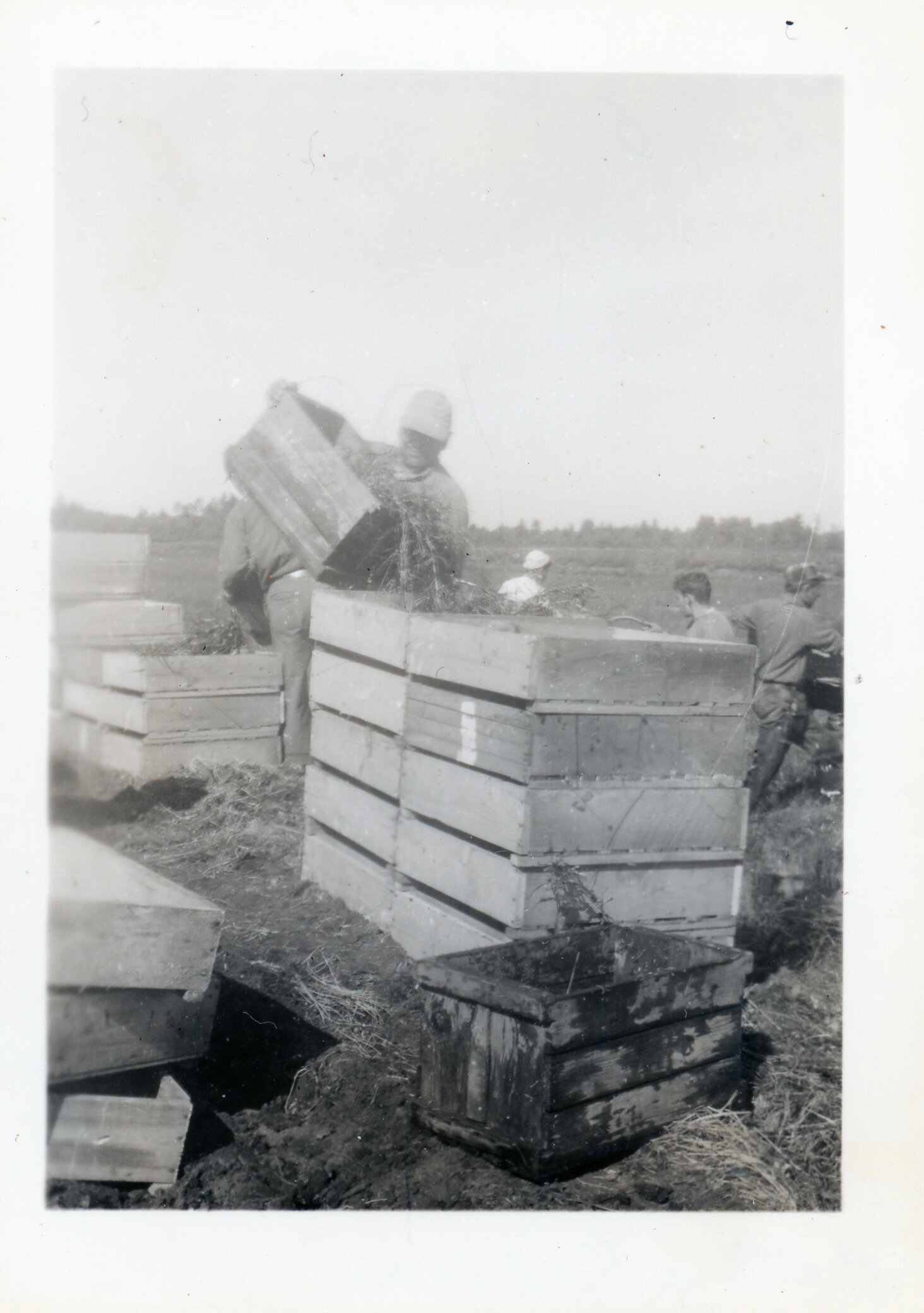 Gen 1 - 1950s Koller Cran Harvest Drying Crates of Berries on dike