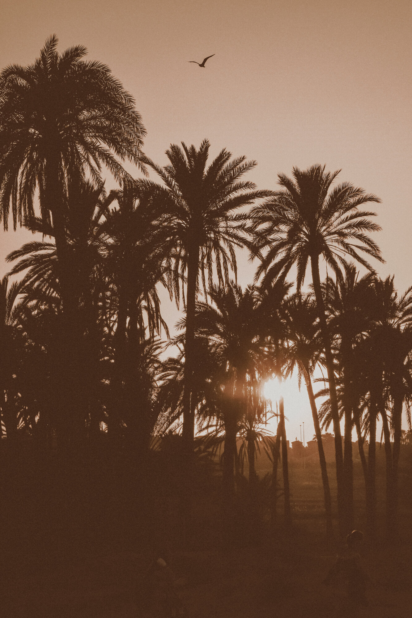 Dear Palm Springs-46