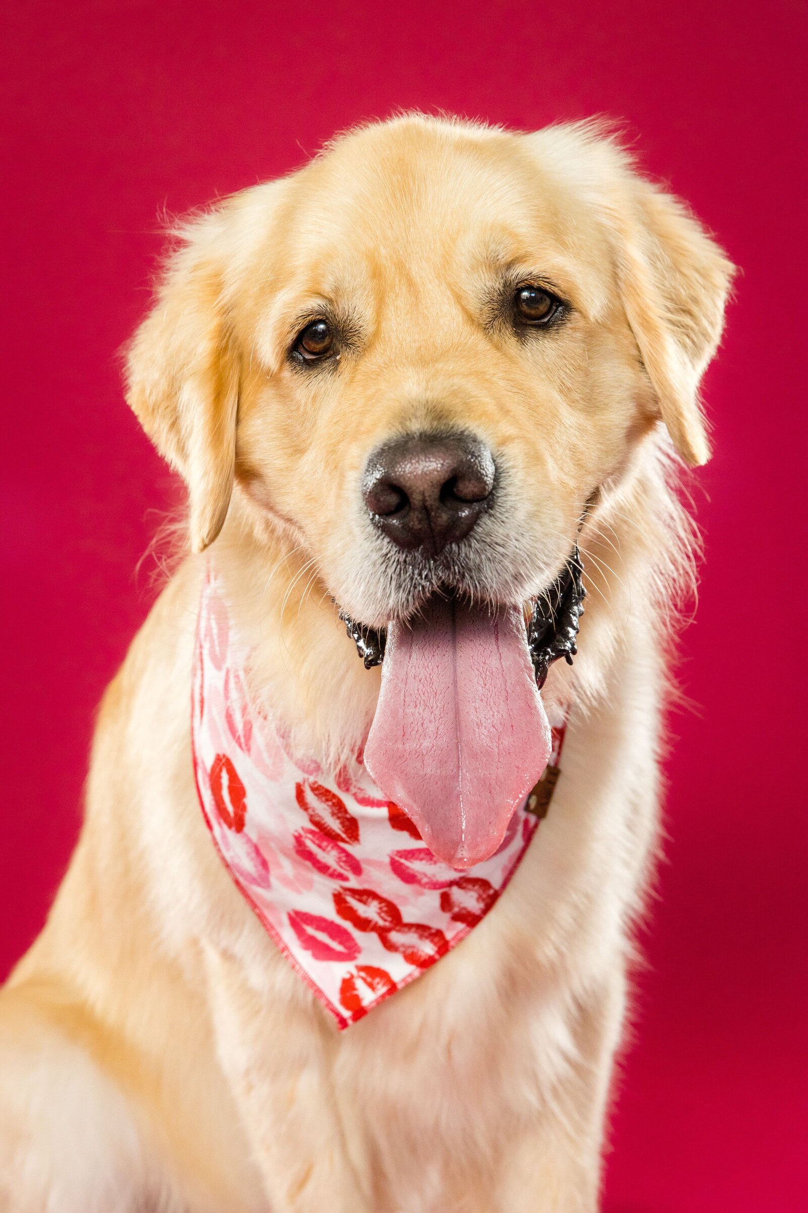 The Beloved Pup Photo Studio - Birmingham, Alabama Commercial Dog Photographer 15