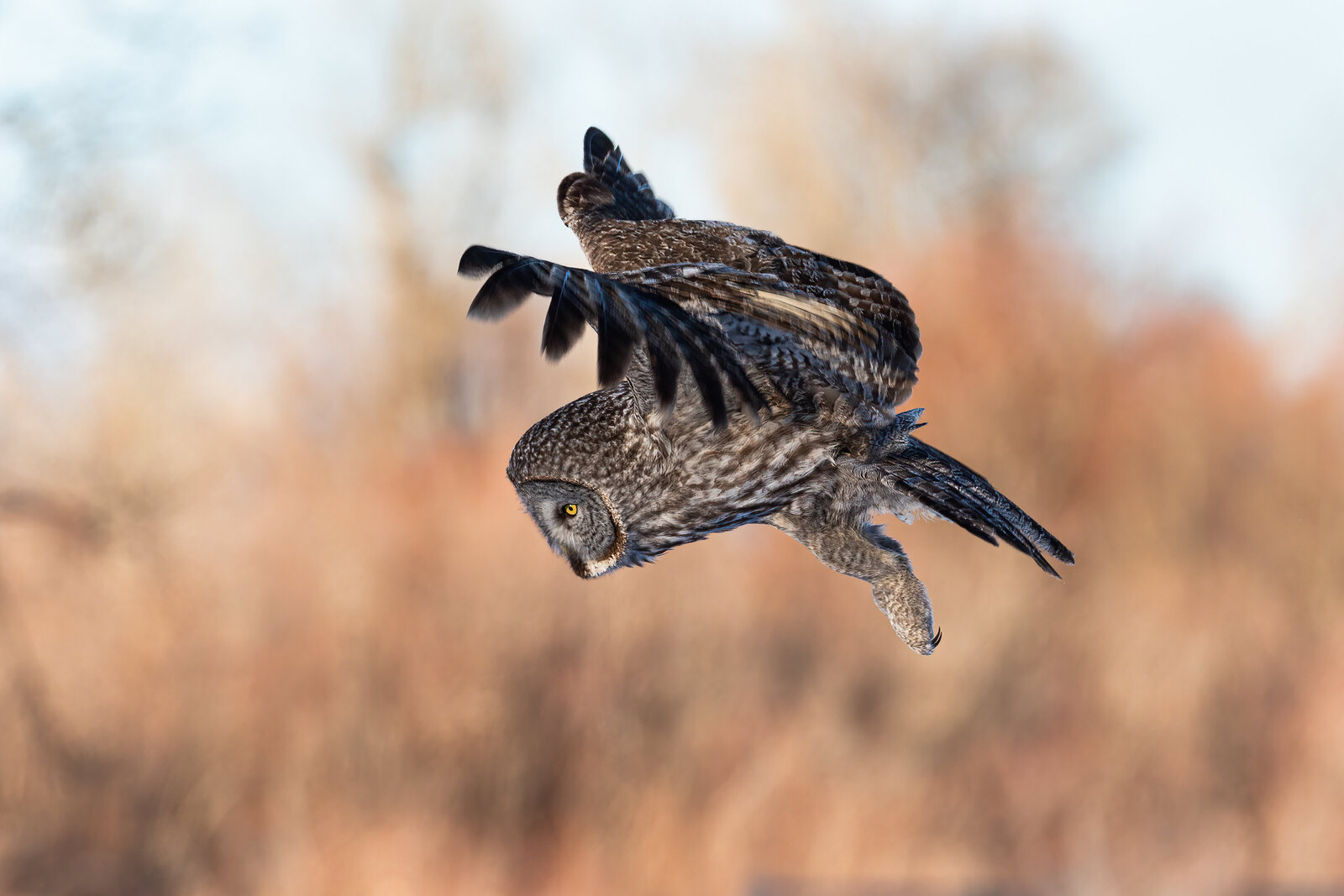 2021-02-05-75A6136-great-gray-owl