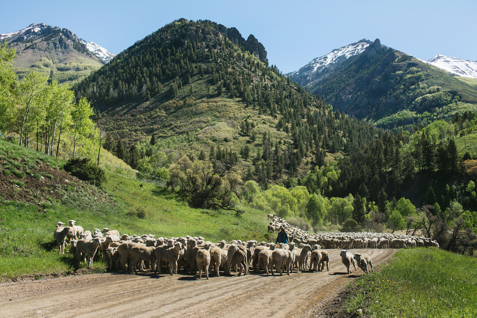 sheep herding telluride