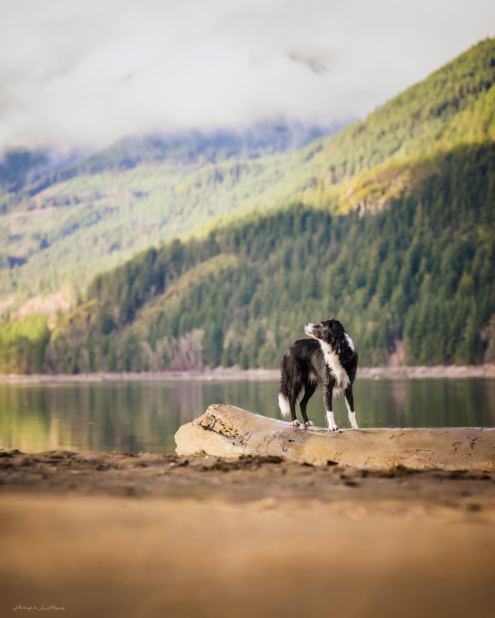 Pets-through-the-Lens-Photography-Vancouver—Golden-Hour-Family-Dog-Portraits