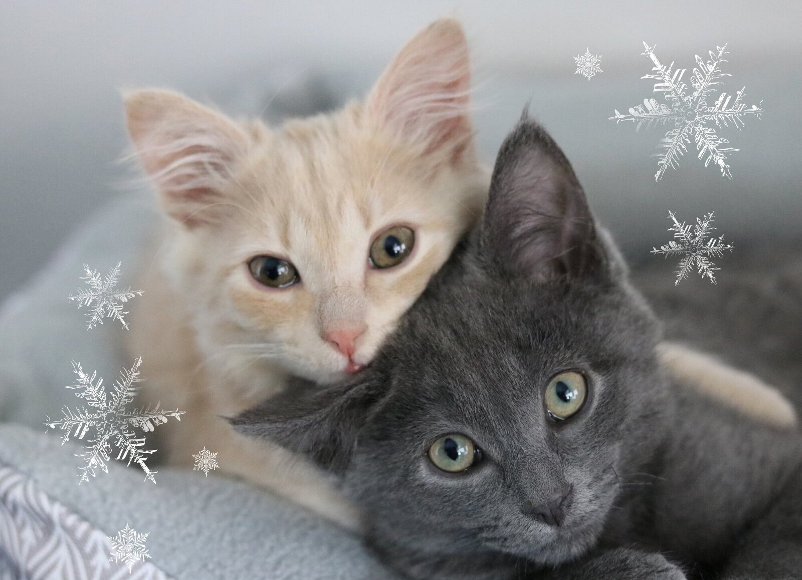 Kitty Christmas